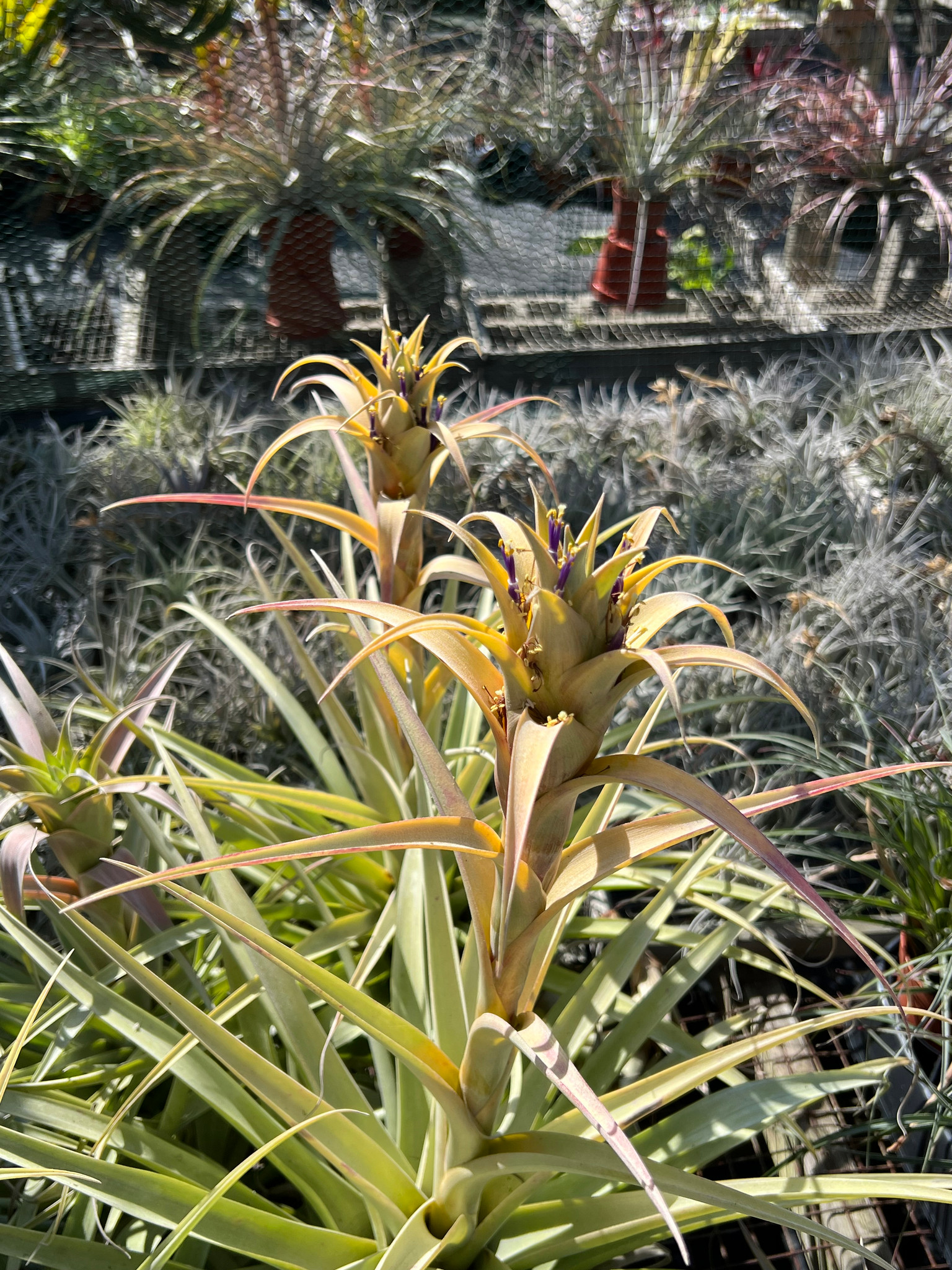 Tillandsia rhodocephala - Bird Rock Tropicals