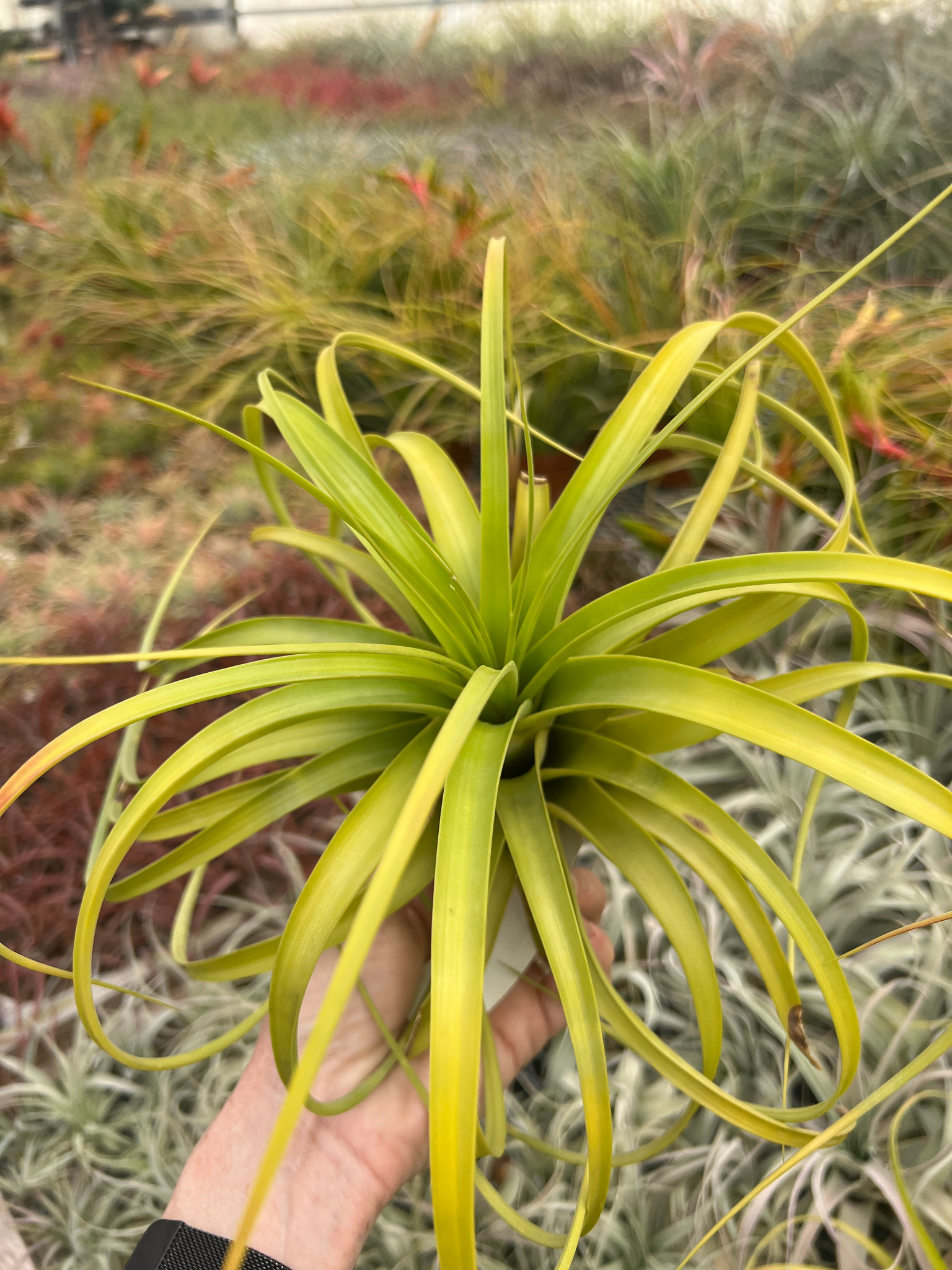 Tillandsia rothii - Bird Rock Tropicals Tillandsia rothii - Bird Rock Tropicals