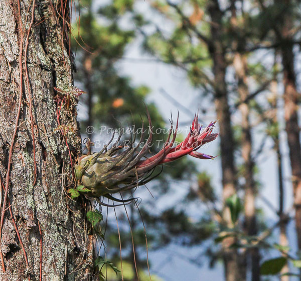 ブロメリア・エアープランツ Tillandsia 'Showtime' x seleriana Tillandsia Seleriana Air Plants – Air Plant Shop