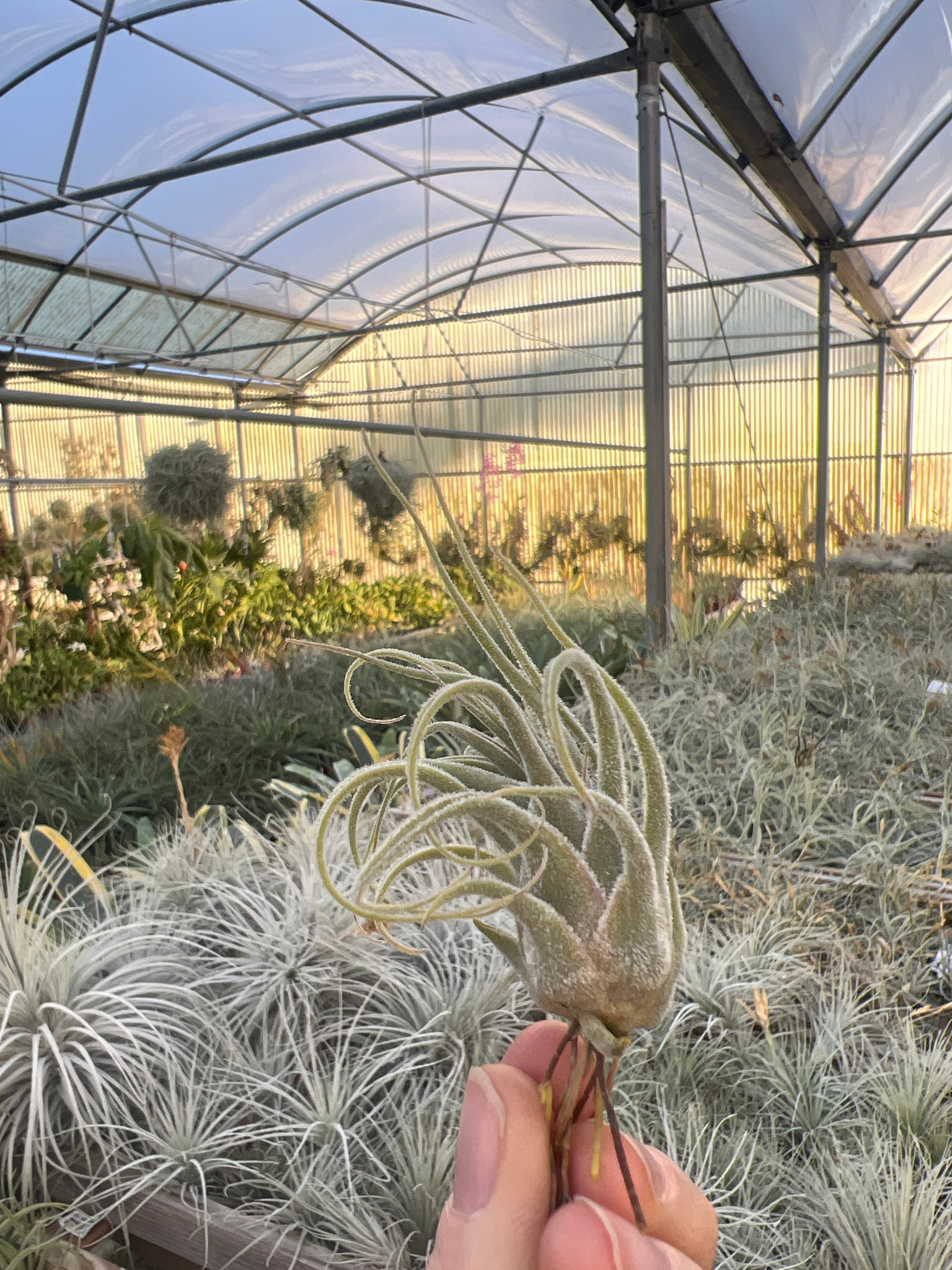 Tillandsia seleriana - Bird Rock Tropicals