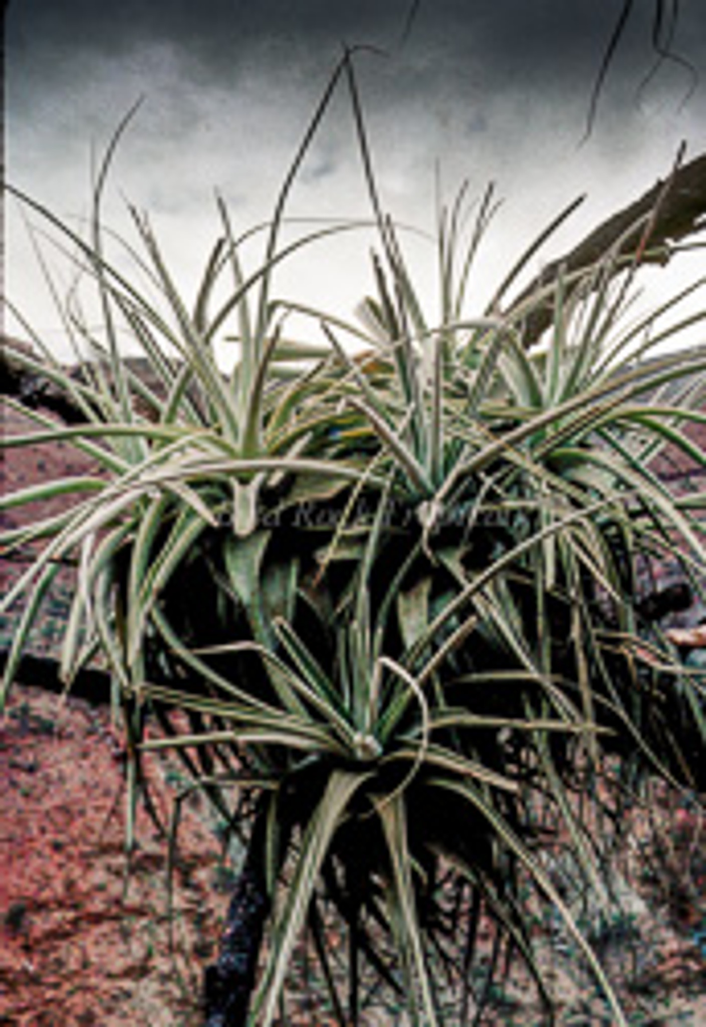 Tillandsia straminea (thick leaf form)