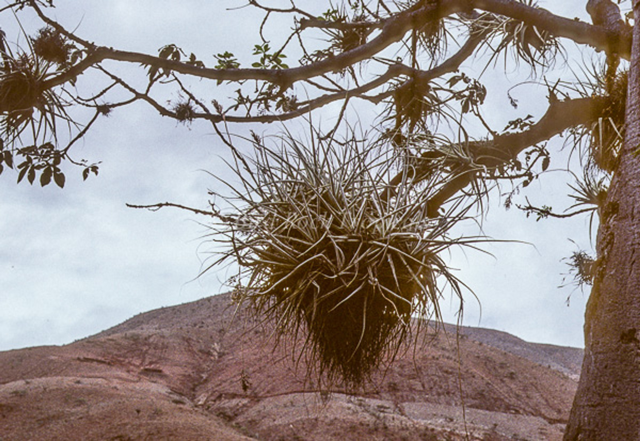 Tillandsia straminea (thick leaf form)