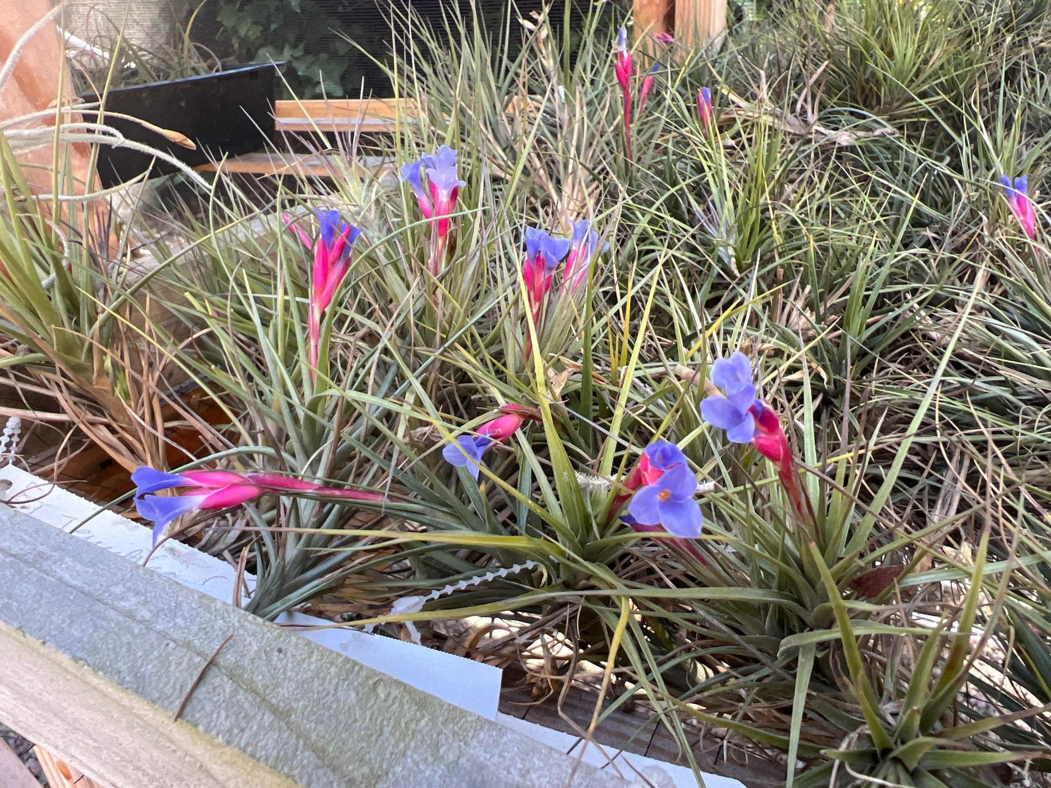 Tillandsia tenuifolia (Blue flowers) - Bird Rock Tropicals