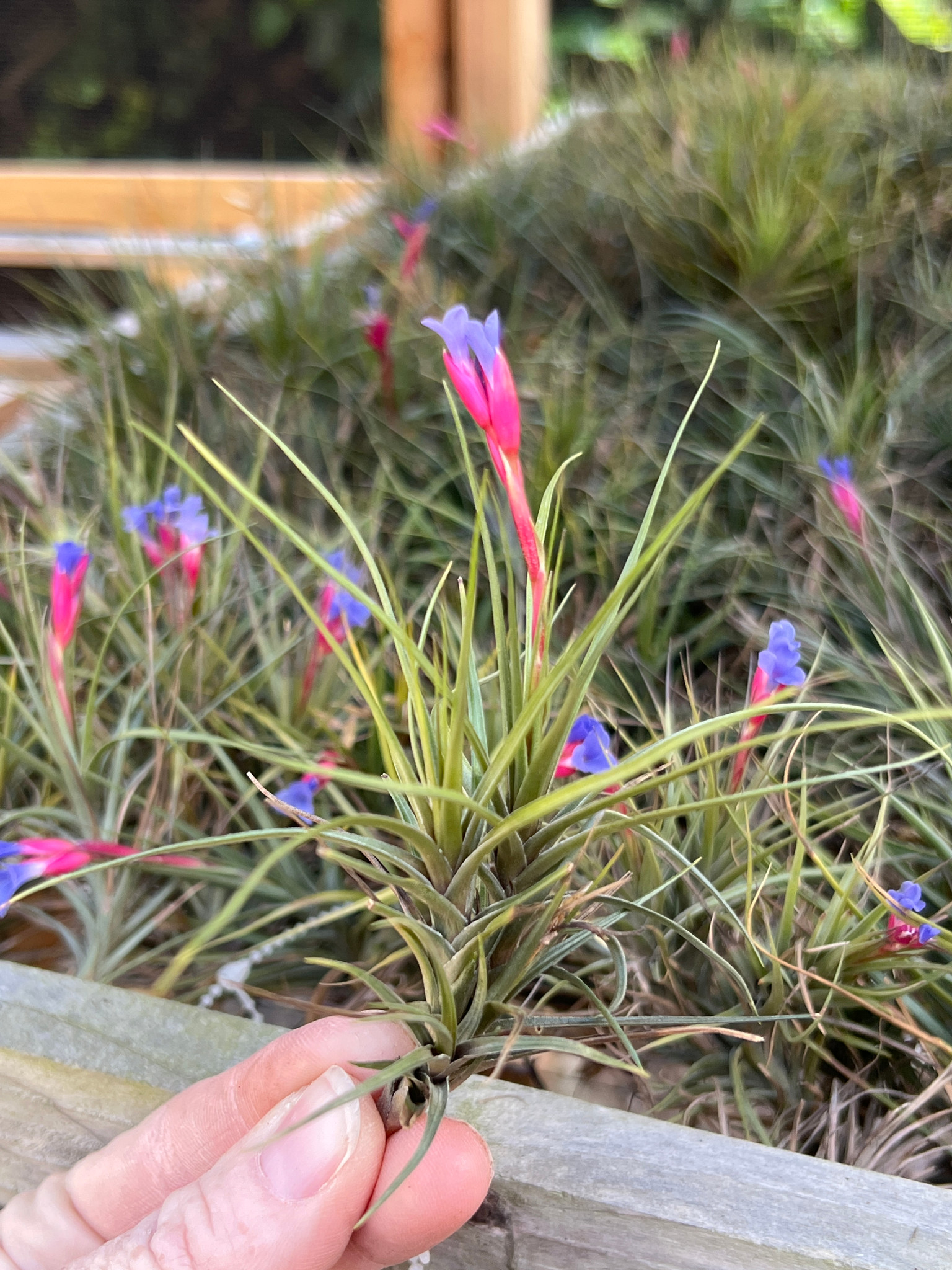 Tillandsia tenuifolia (Blue flowers) - Bird Rock Tropicals