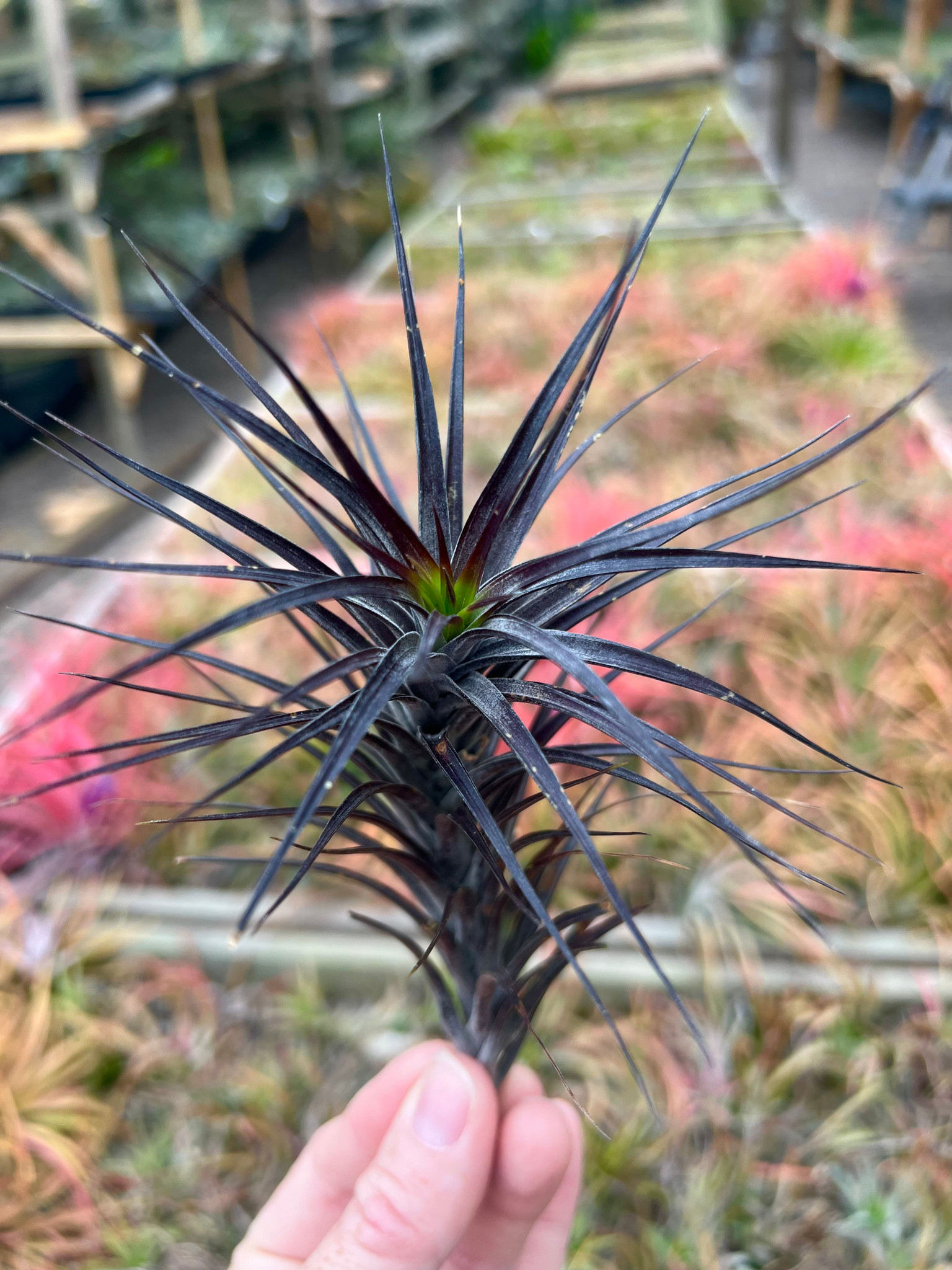 Tillandsia tenuifolia var. saxicola Tillandsia tenuifolia var. saxicola
