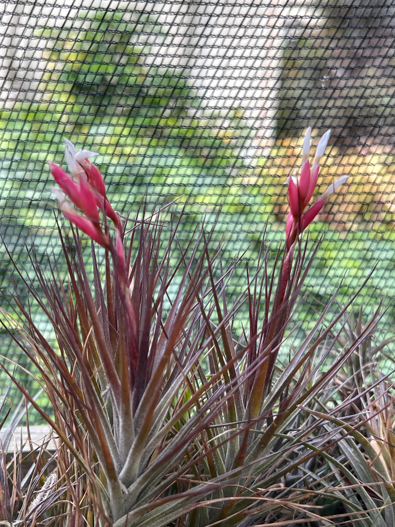 Tillandsia uruguayensis ex. EJG 分け株 欧州産 m42973815157_1.jpg?1721709313