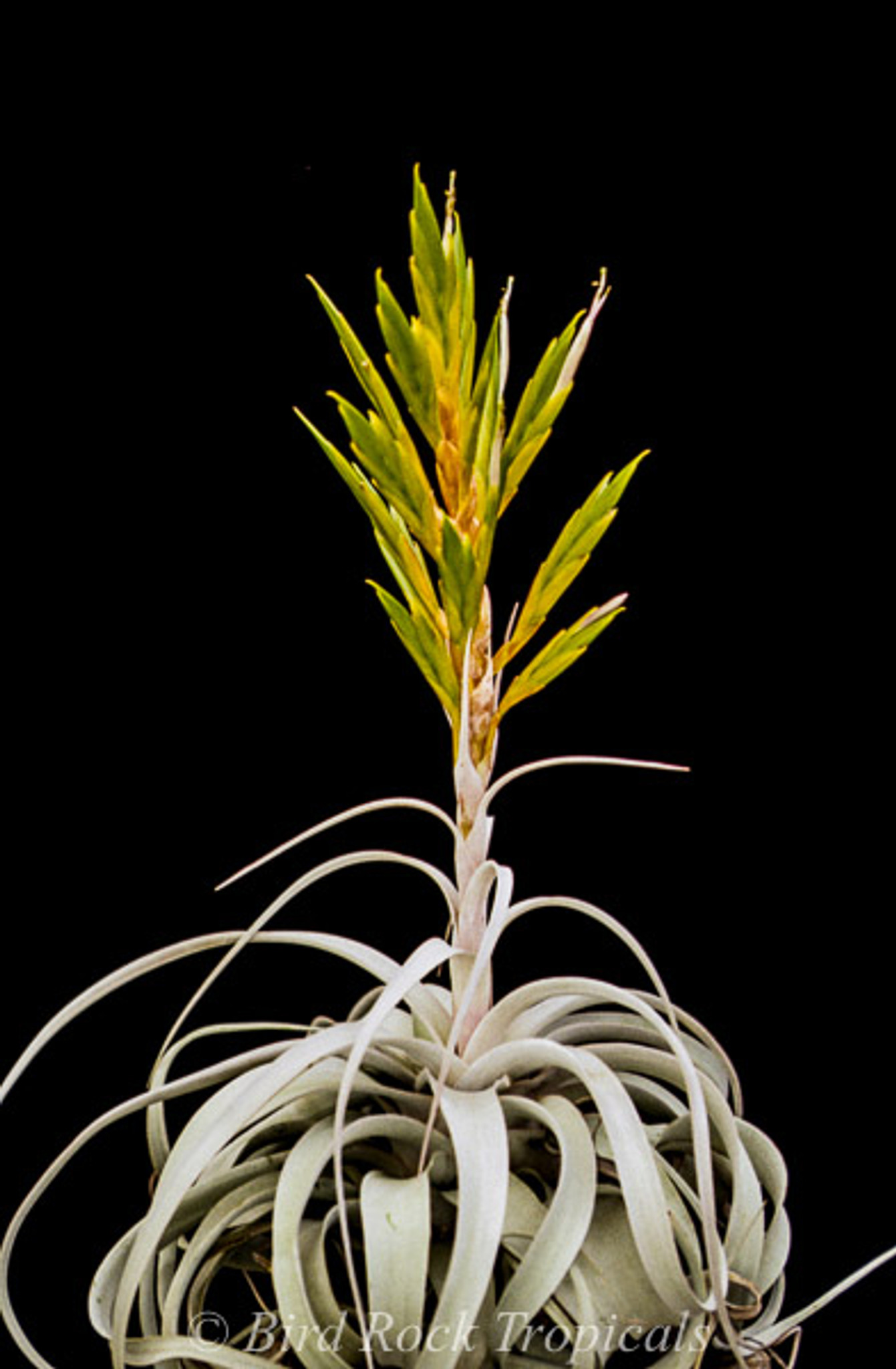 Tillandsia ギリエシー ポリスタキア ティランジア ギリエシー