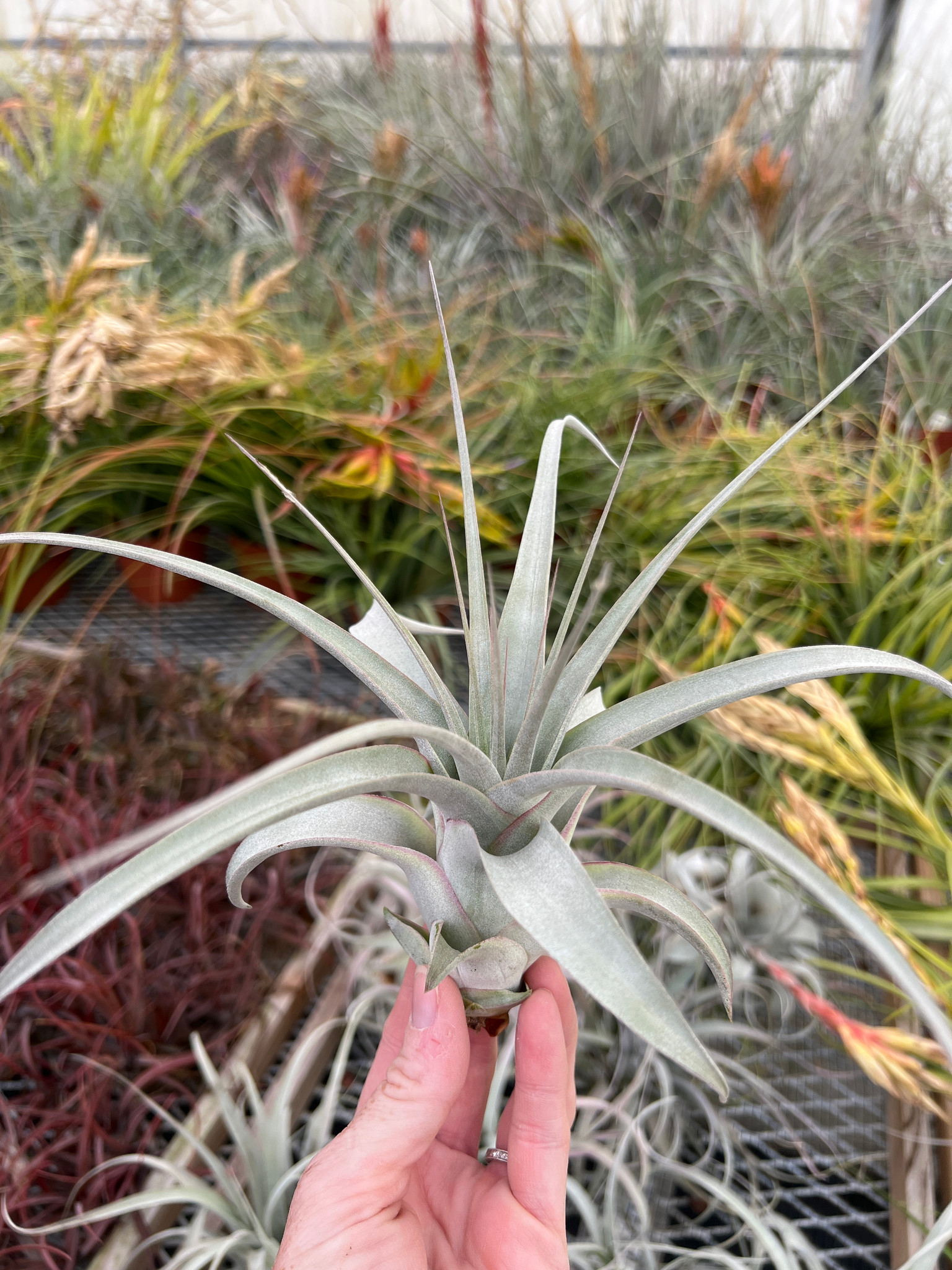 Tillandsia xerographica (CITES) - Bird Rock Tropicals