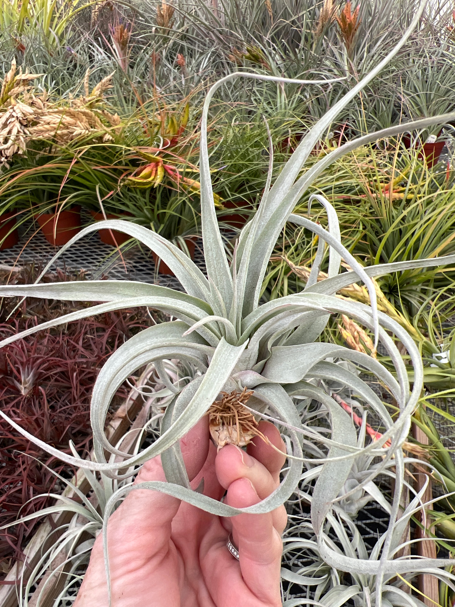 Tillandsia ギリエシー ポリスタキア ティランジア ギリエシー 亜種 ポリスティカ