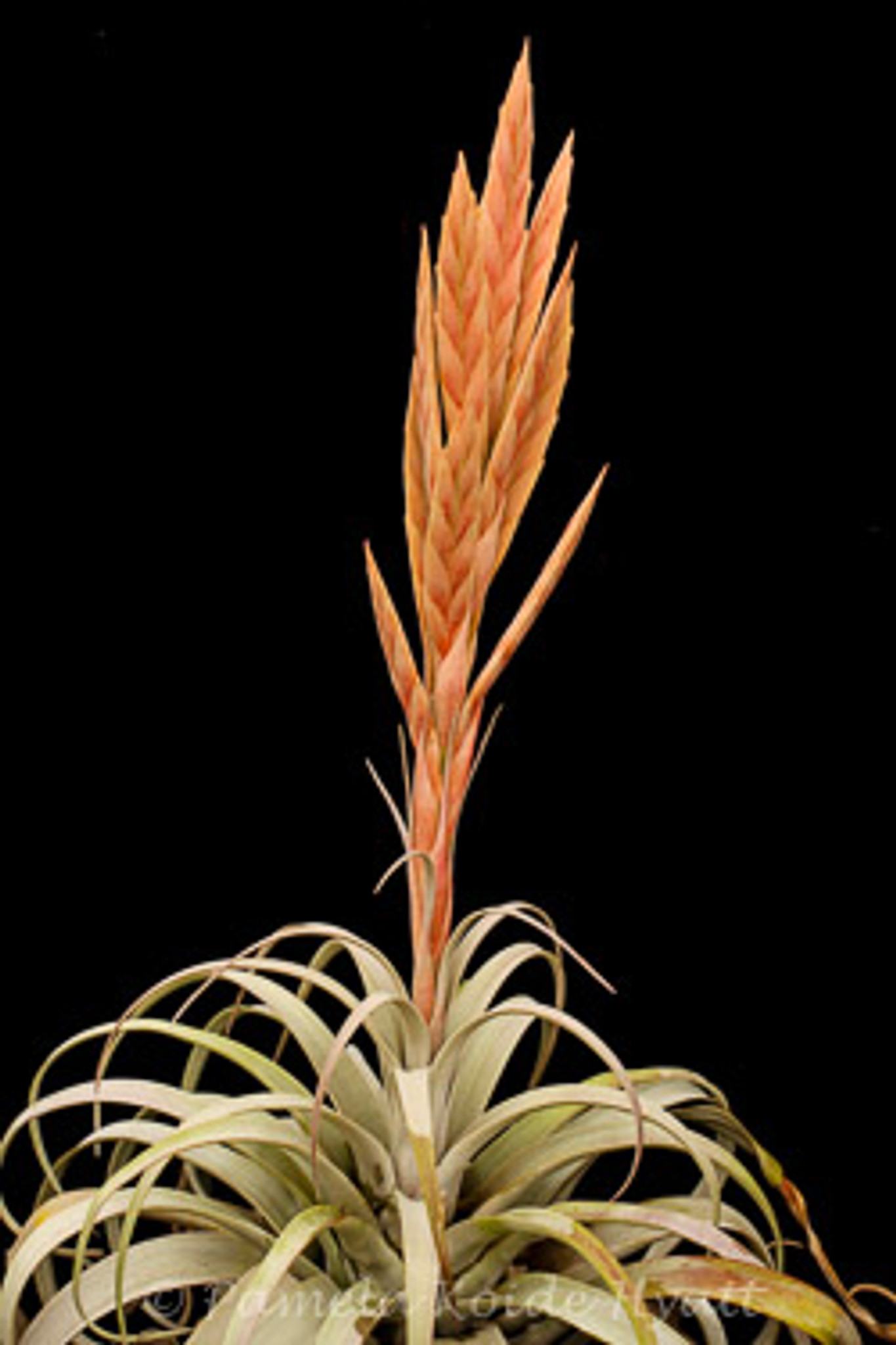 Tillandsia zacapanensis