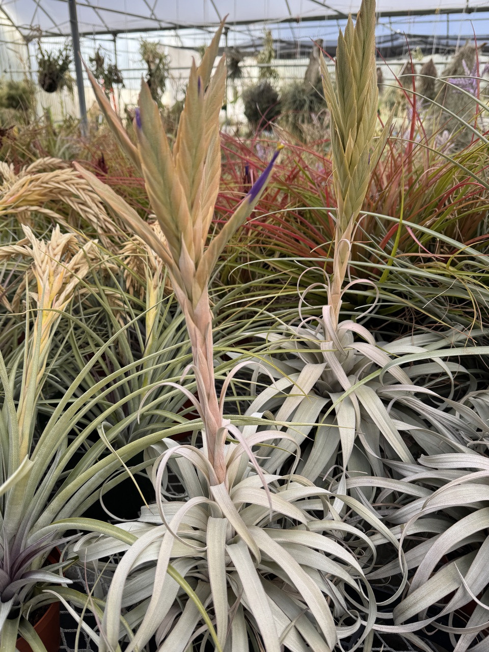 Tillandsia zacapanensis - Bird Rock Tropicals