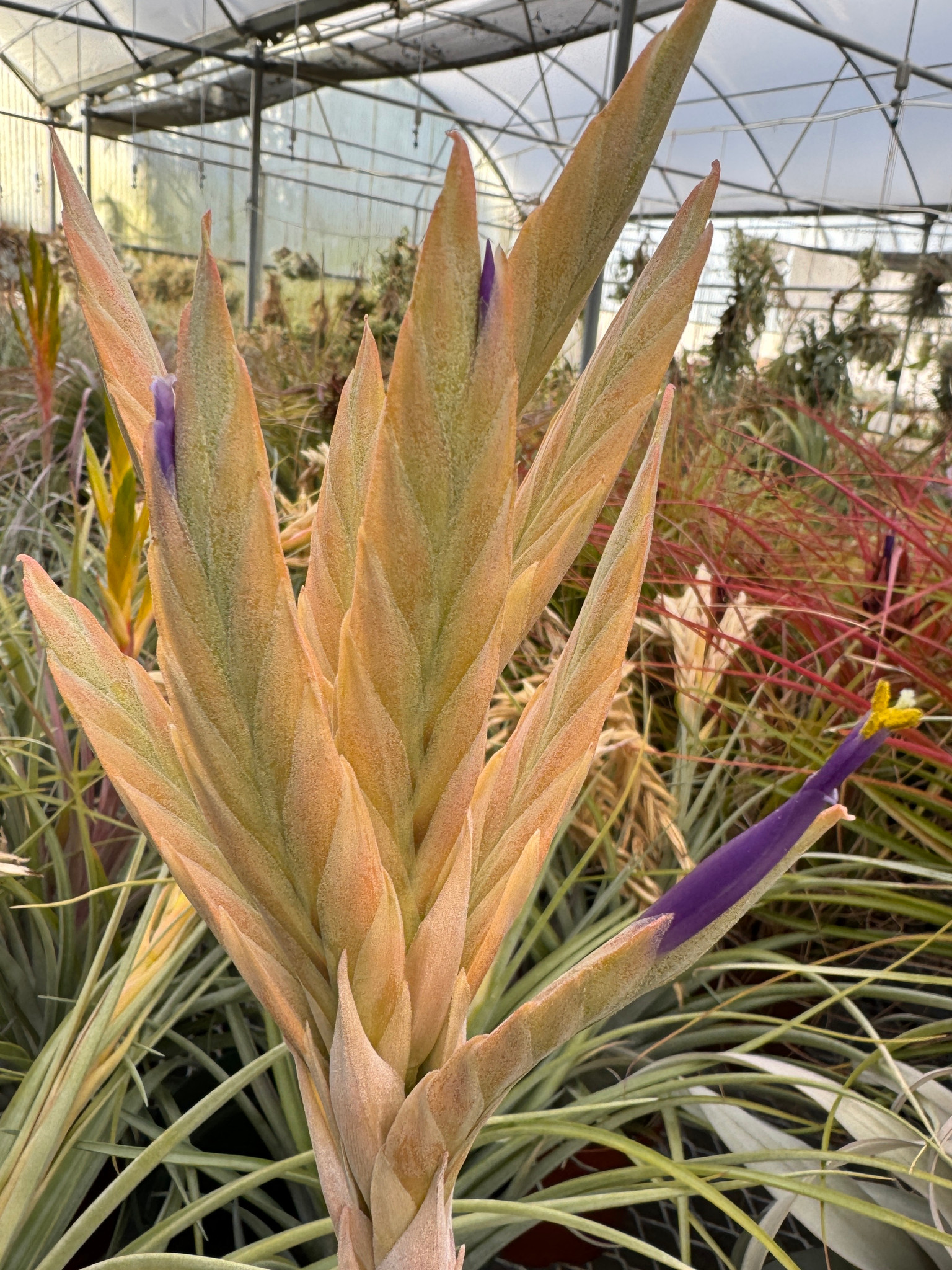 Tillandsia zacapanensis - Bird Rock Tropicals
