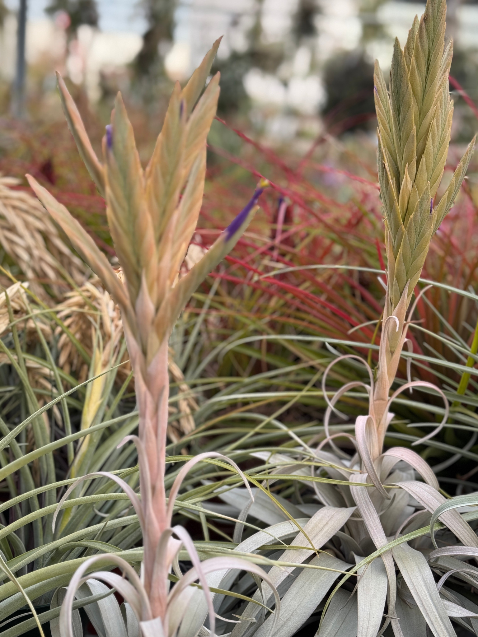 Tillandsia zacapanensis - Bird Rock Tropicals
