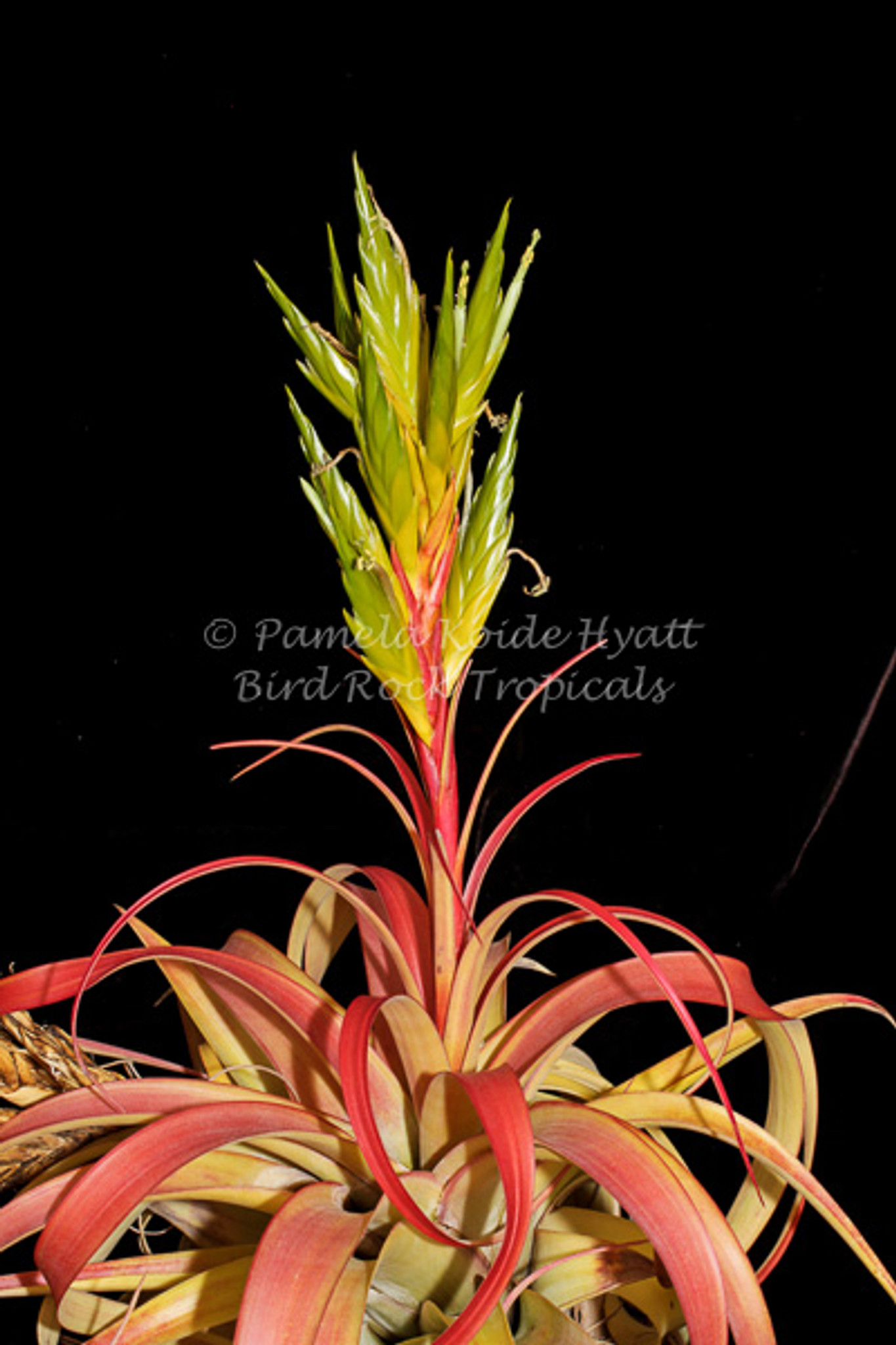 Tillandsia roland gosselinii