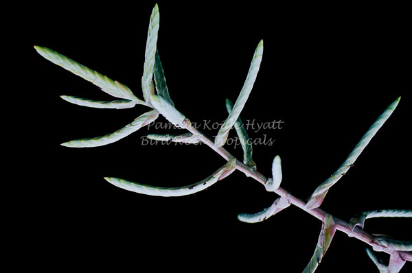 T. Succulent Form × Nizanda T'STROPICALS Tillandsia copanensis - Bird Rock Tropicals