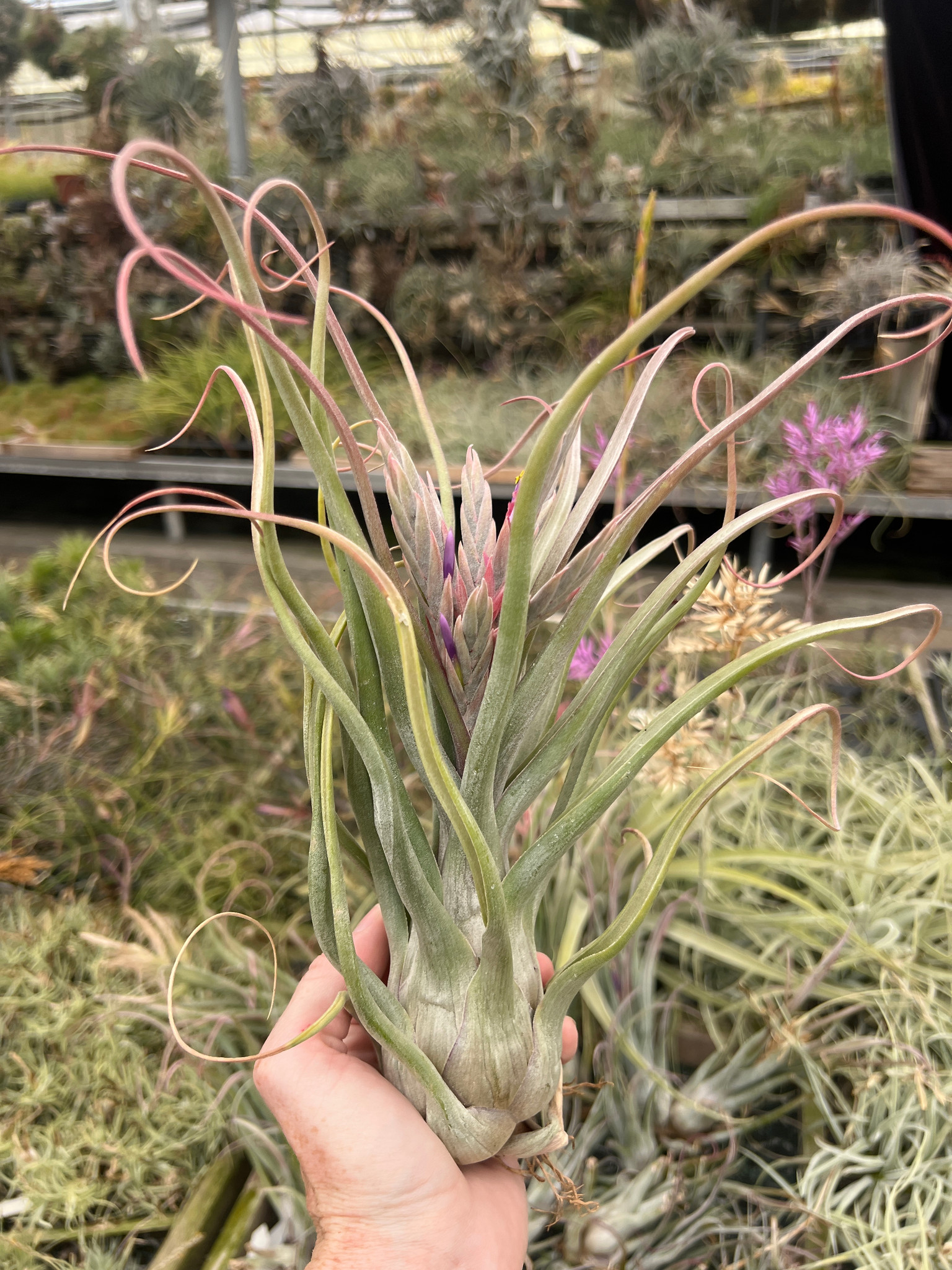 ◆ チランジア ゴルゴン　T.Gorgon Tillandsia Gorgon (T. streptophylla x pseudobaileyi) - Bird Rock