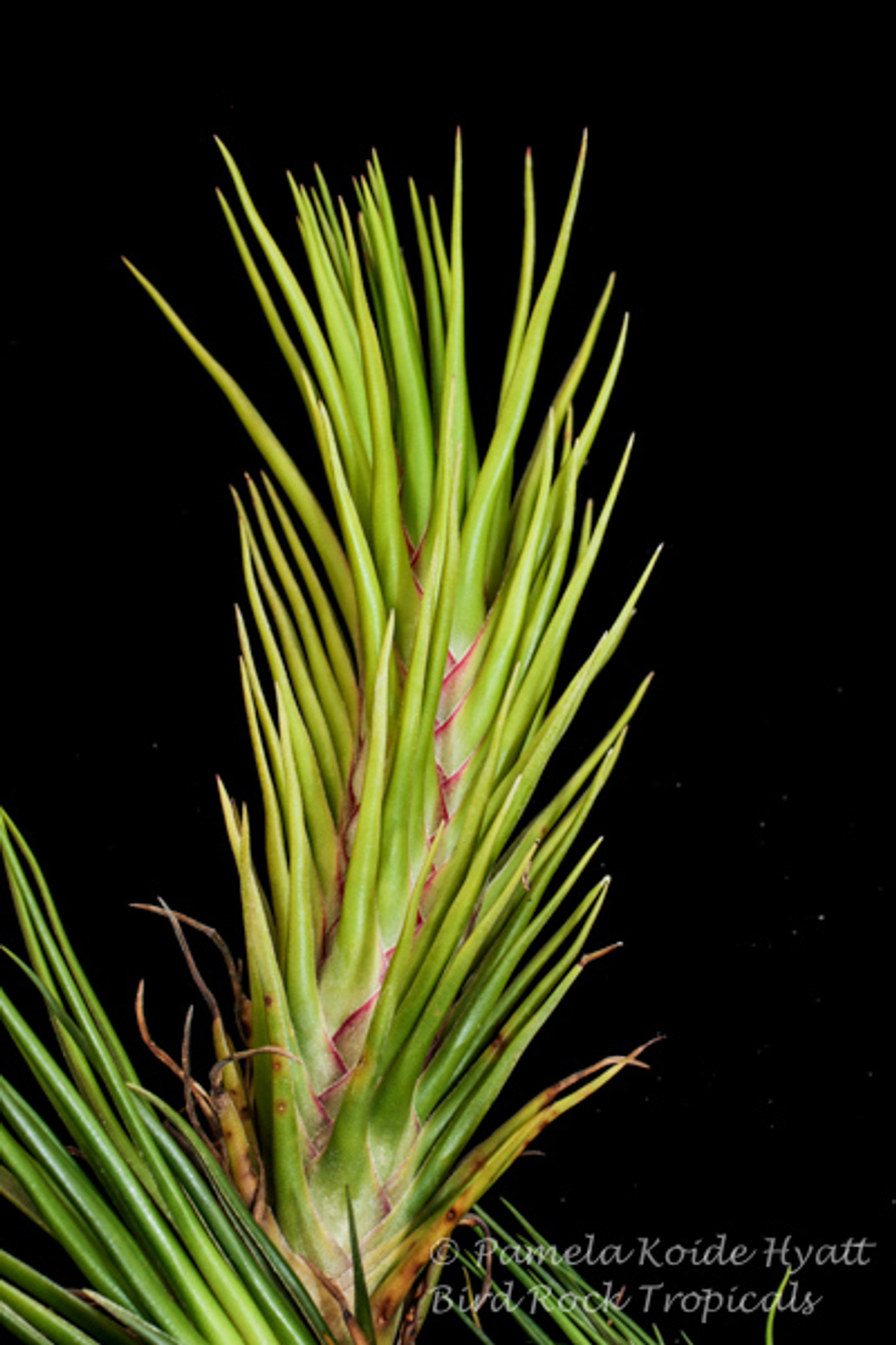 Tillandsia Joel's Twisted Sister - (T. bulbosa x ionantha