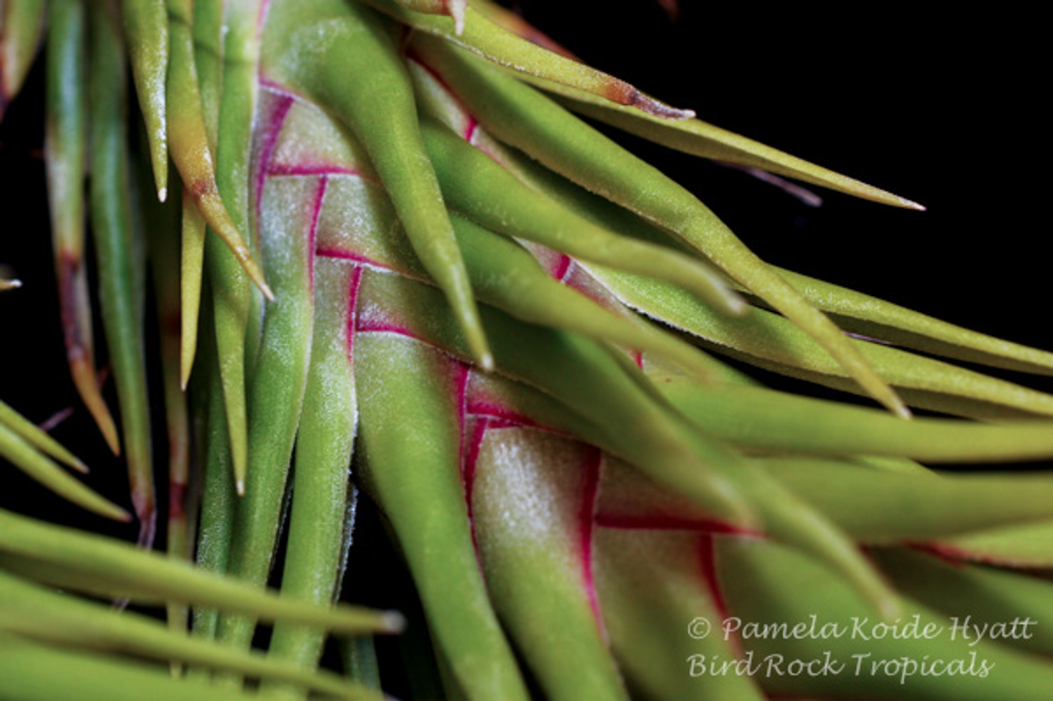 Tillandsia Joel's Twisted Sister - (T. bulbosa x ionantha)