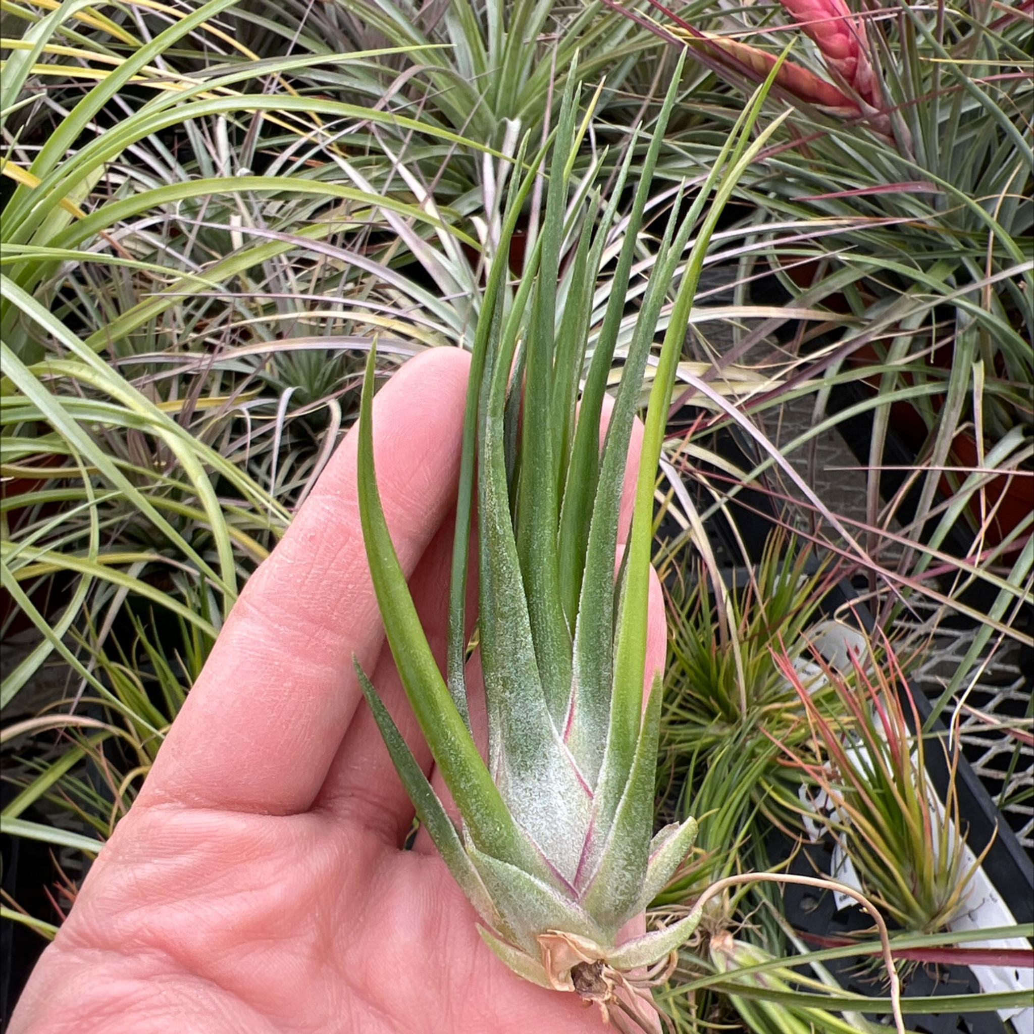 Tillandsia ionantha whitey ex. TI-