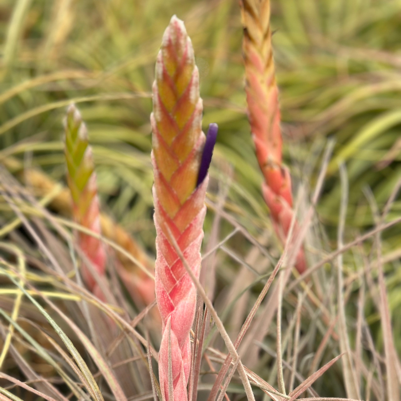 Tillandsia Dagger - (T. chiapensis x tricolor) - Bird Rock Tropicals