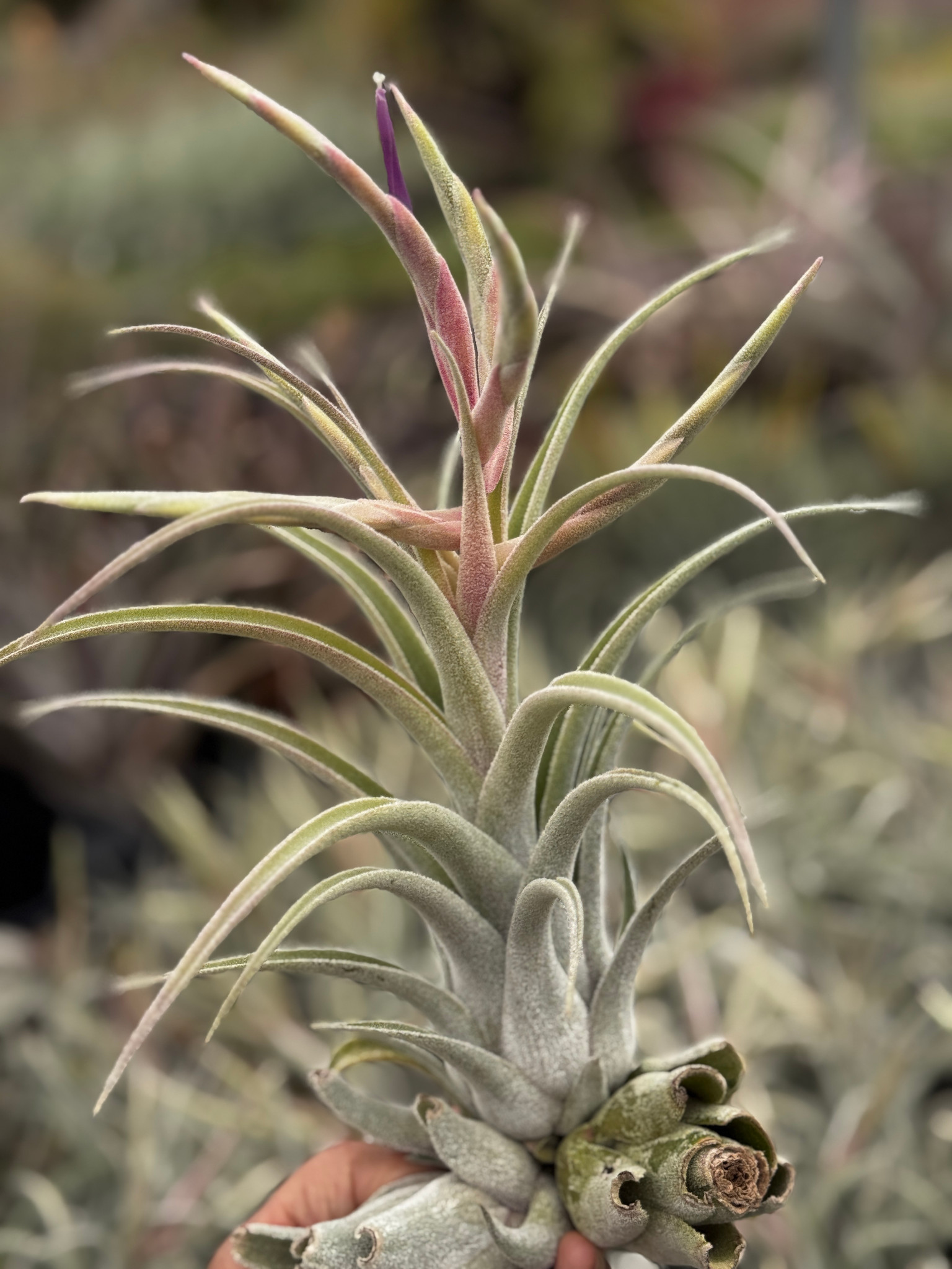 Tillandsia Bird Rock Symmetry - (T. streptophylla x mitlaensis