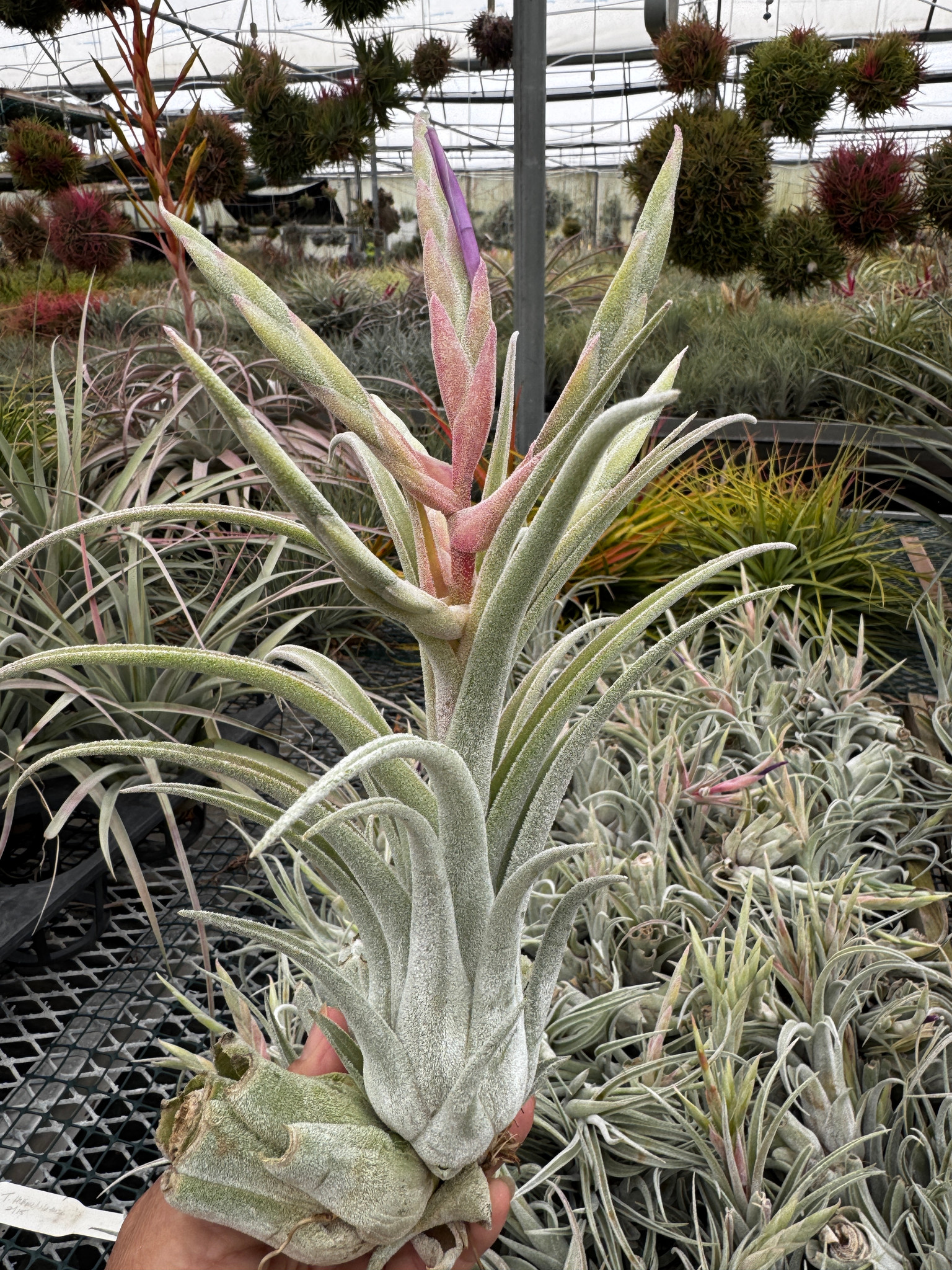 Tillandsia Bird Rock Symmetry - (T. streptophylla x mitlaensis