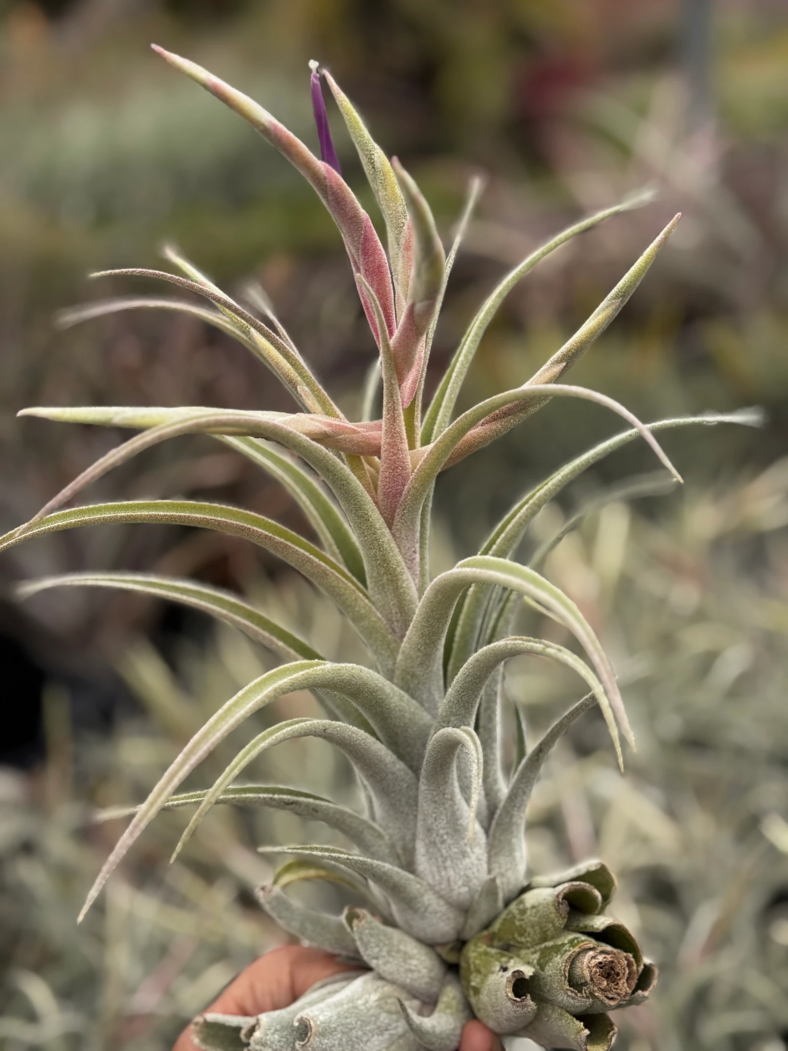 Tillandsia Bird Rock Symmetry - (T. streptophylla x mitlaensis