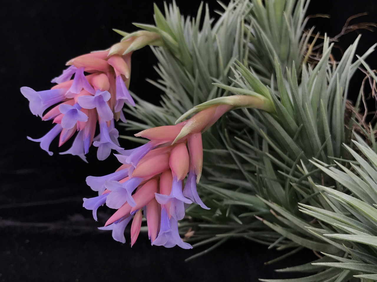 Tillandsia 'Mother's Day' T'S TROPICALS