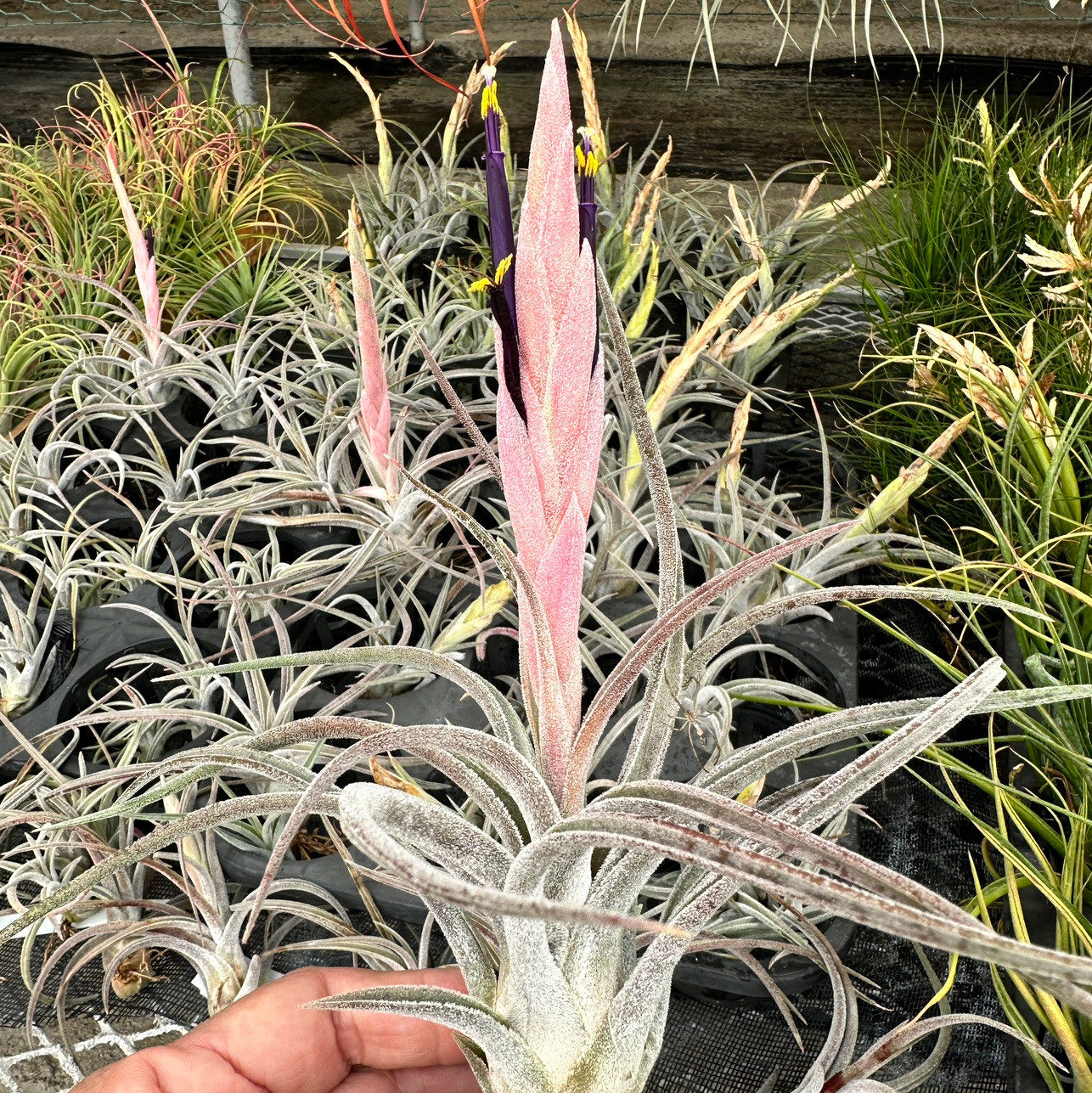 Tillandsia klausii - Bird Rock Tropicals