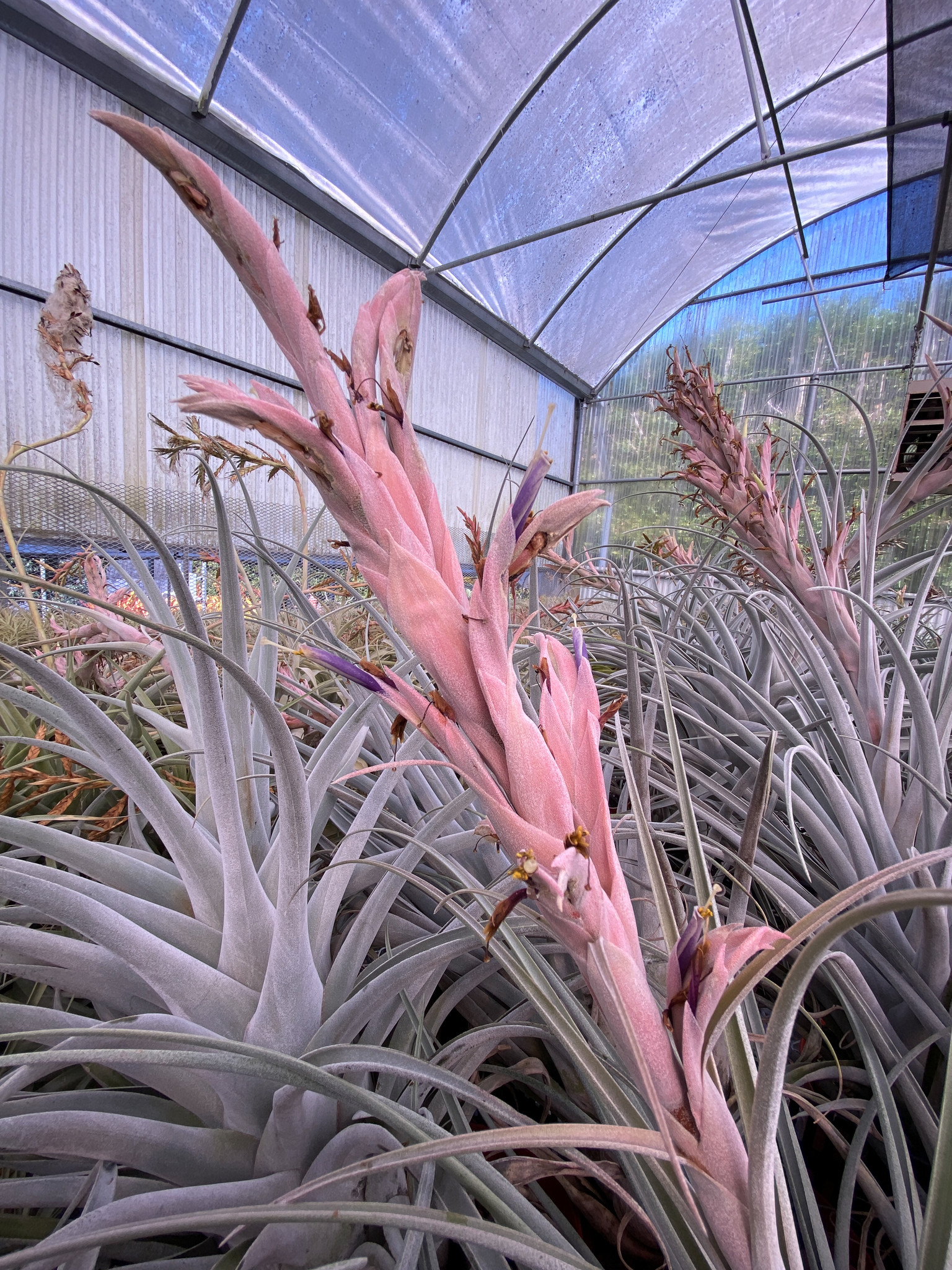 チランジア Fat Boy Tillandsia Fat Boy