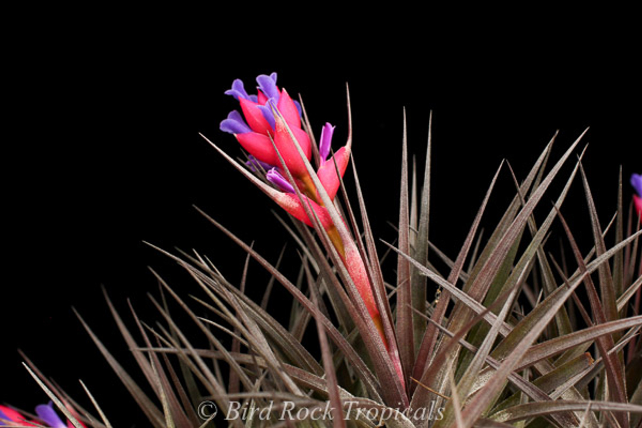 Tillandsia ‘Mother's Day' T'S TROPICALS Tillandsia Stricta single Tropical Air Plant – MadHappenings