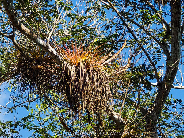 Tillandsia magnispica - Bird Rock Tropicals