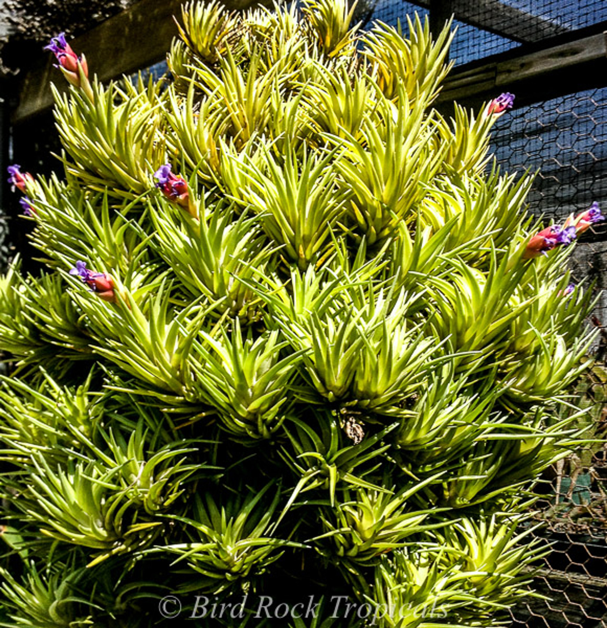 Tillandsia neglecta (green form)