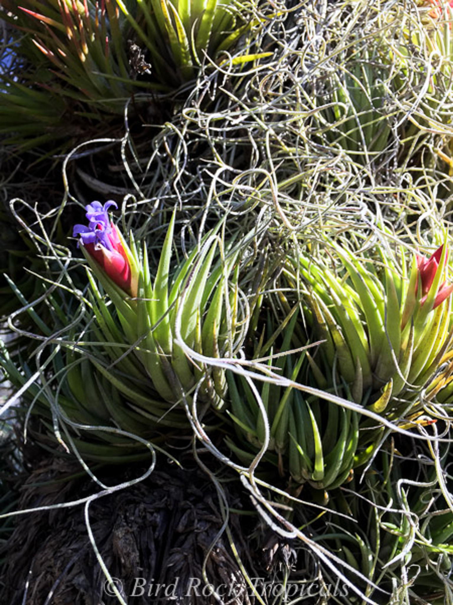 Tillandsia neglecta (green form)