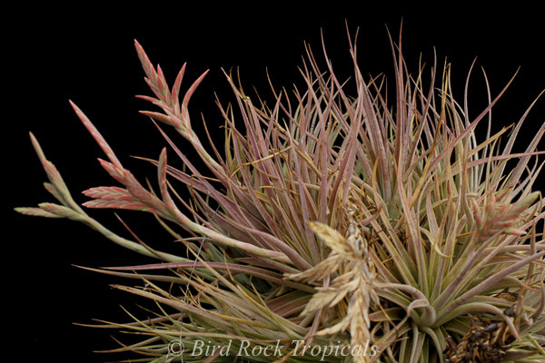 Tillandsia didisticha - Bird Rock Tropicals