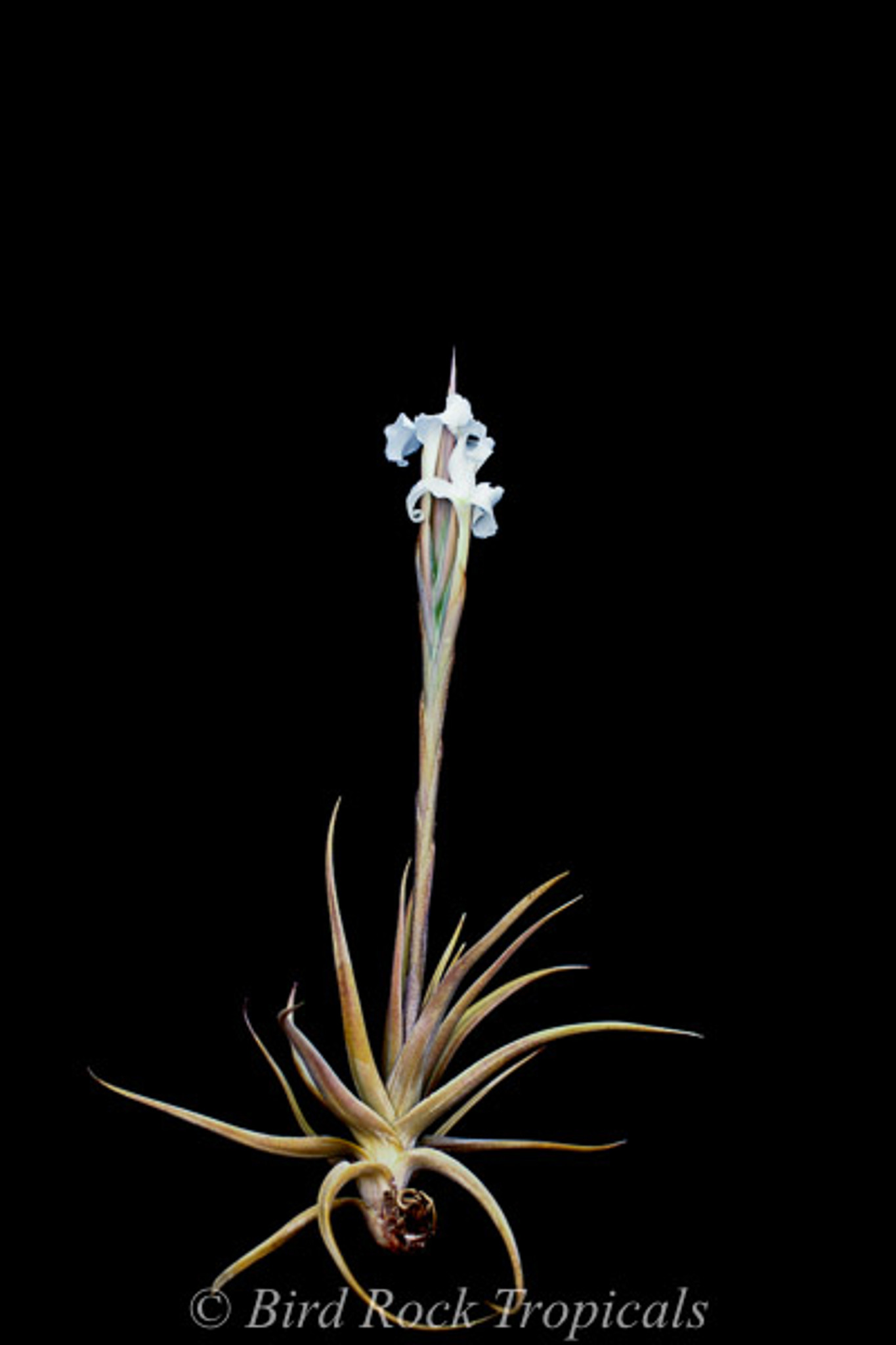 Tillandsia xiphioides