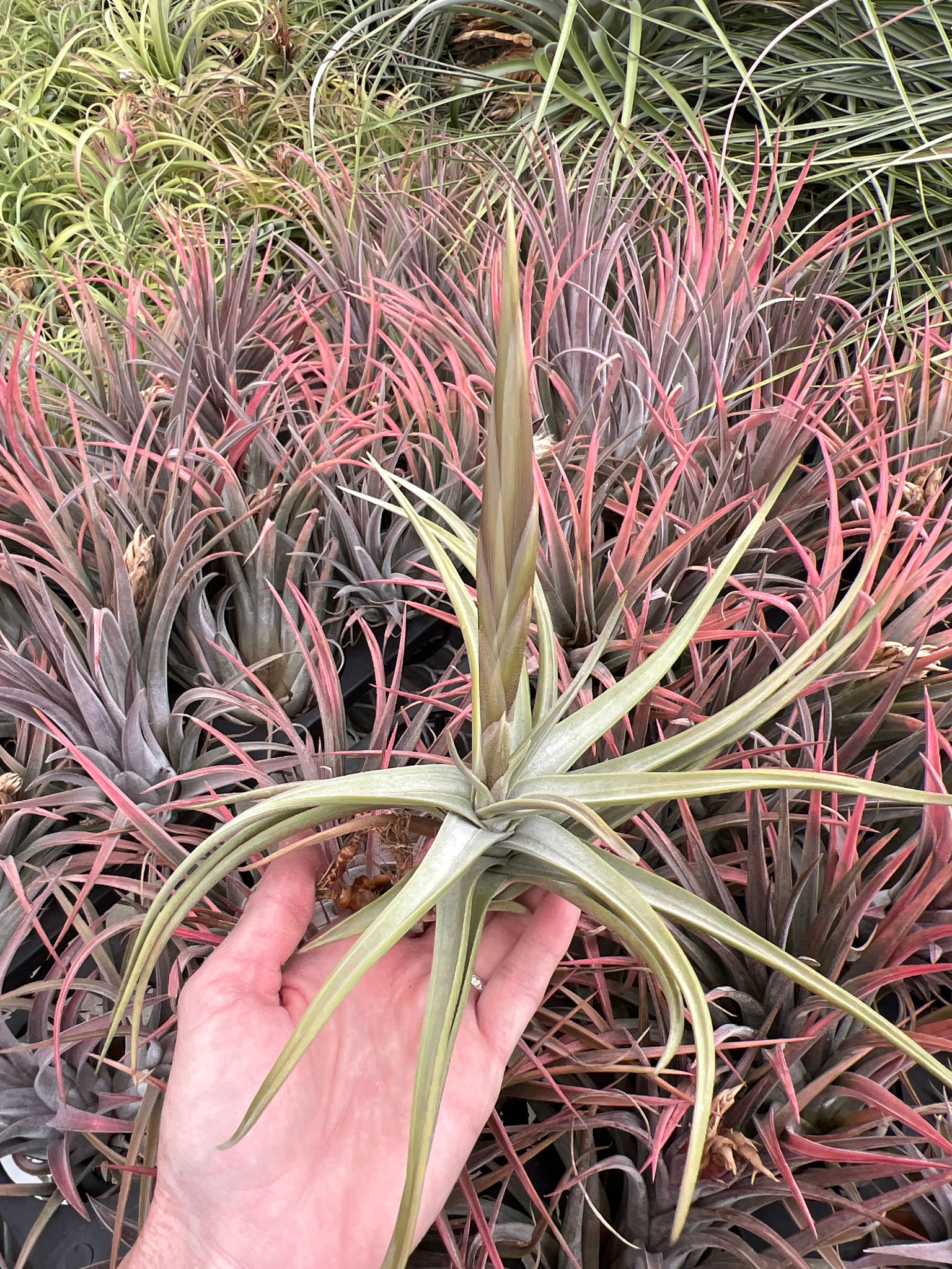 Tillandsia ’Icy Elf’ Tillandsia xiphioides - Bird Rock Tropicals