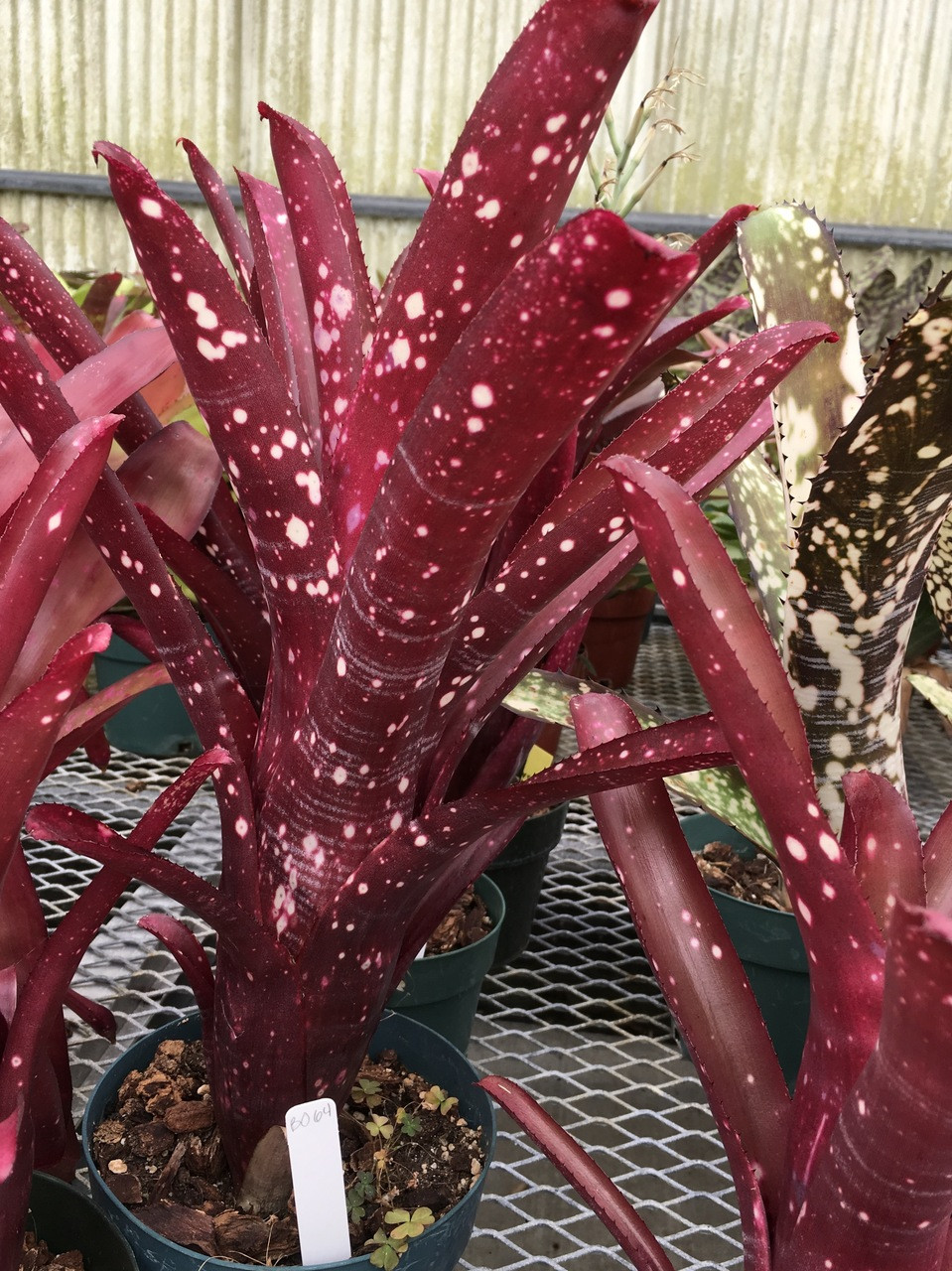 ブロメリア・エアープランツ Billbergia Sangre Billbergia Sangre - Bird Rock Tropicals