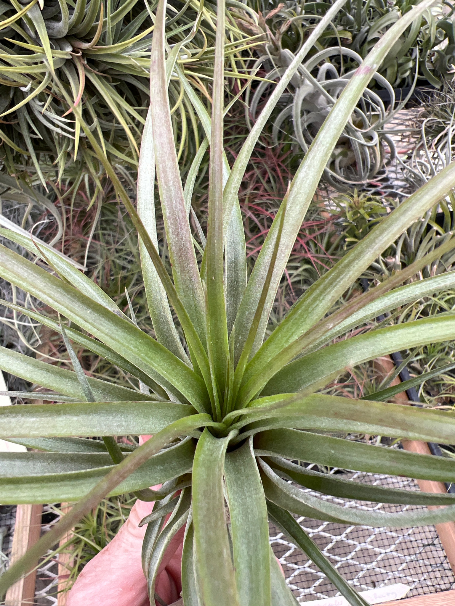 Tillandsia Brachycaulos Variegated 速達発送 Tillandsia brachycaulos, Costa Rica - Bird Rock Tropicals