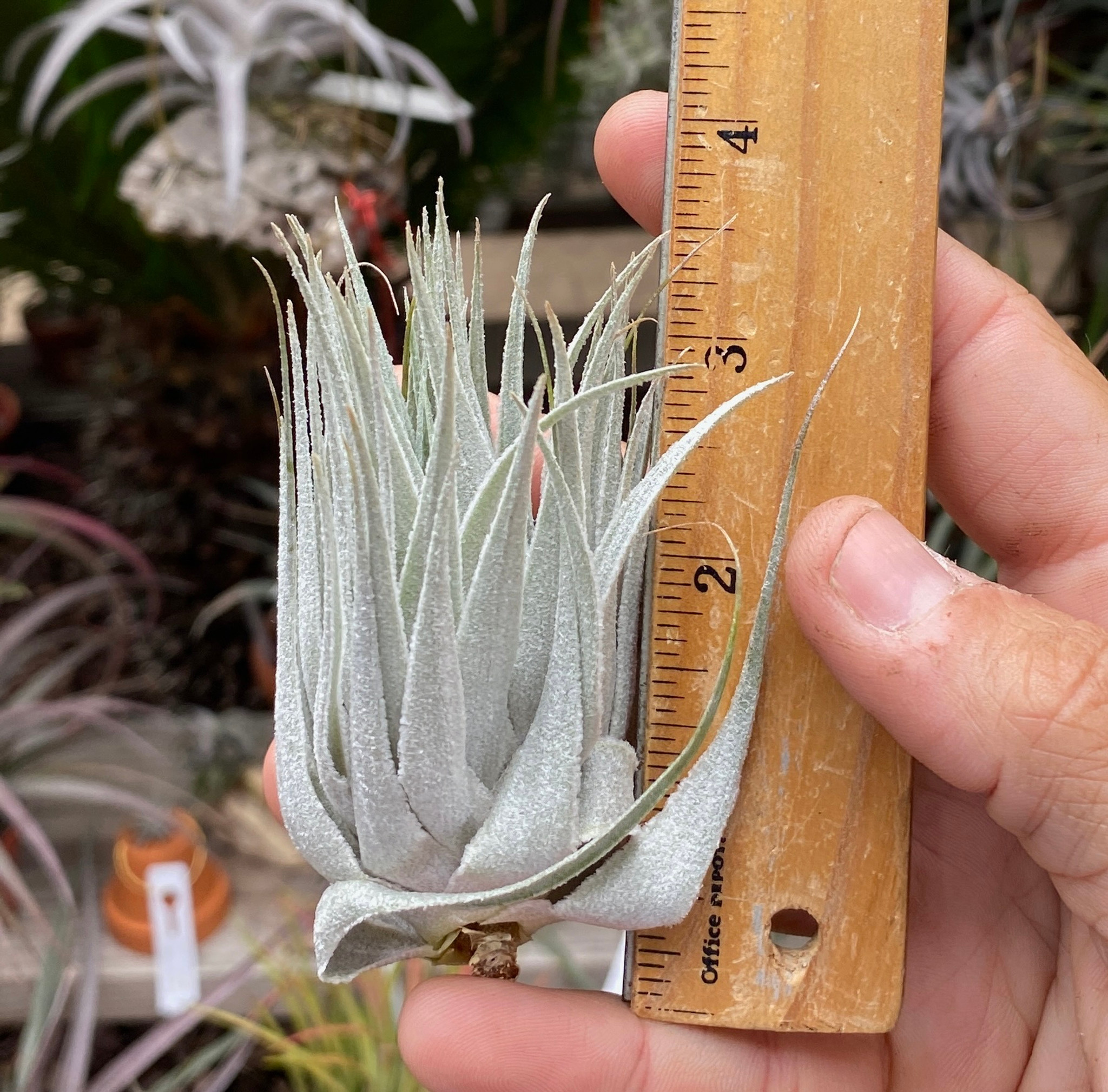 日本限定 ブロメリア・エアープランツ Tillandsia.roseiflora 