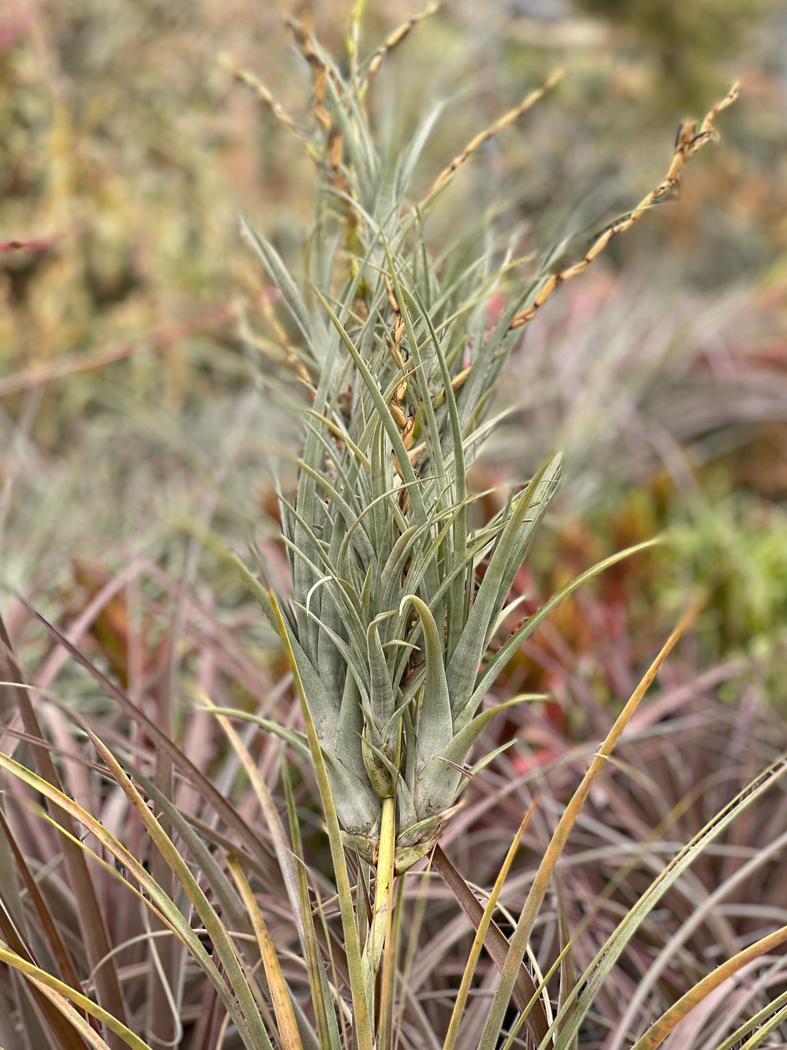 Tillandsia brealitoensis 確認用 tillandsia brealitoensis🔮