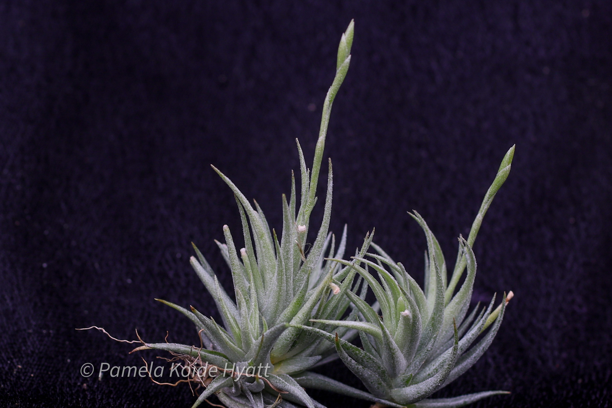 Tillandsia loliacea （Large）ティランジア・ロリアセア 大きくなる