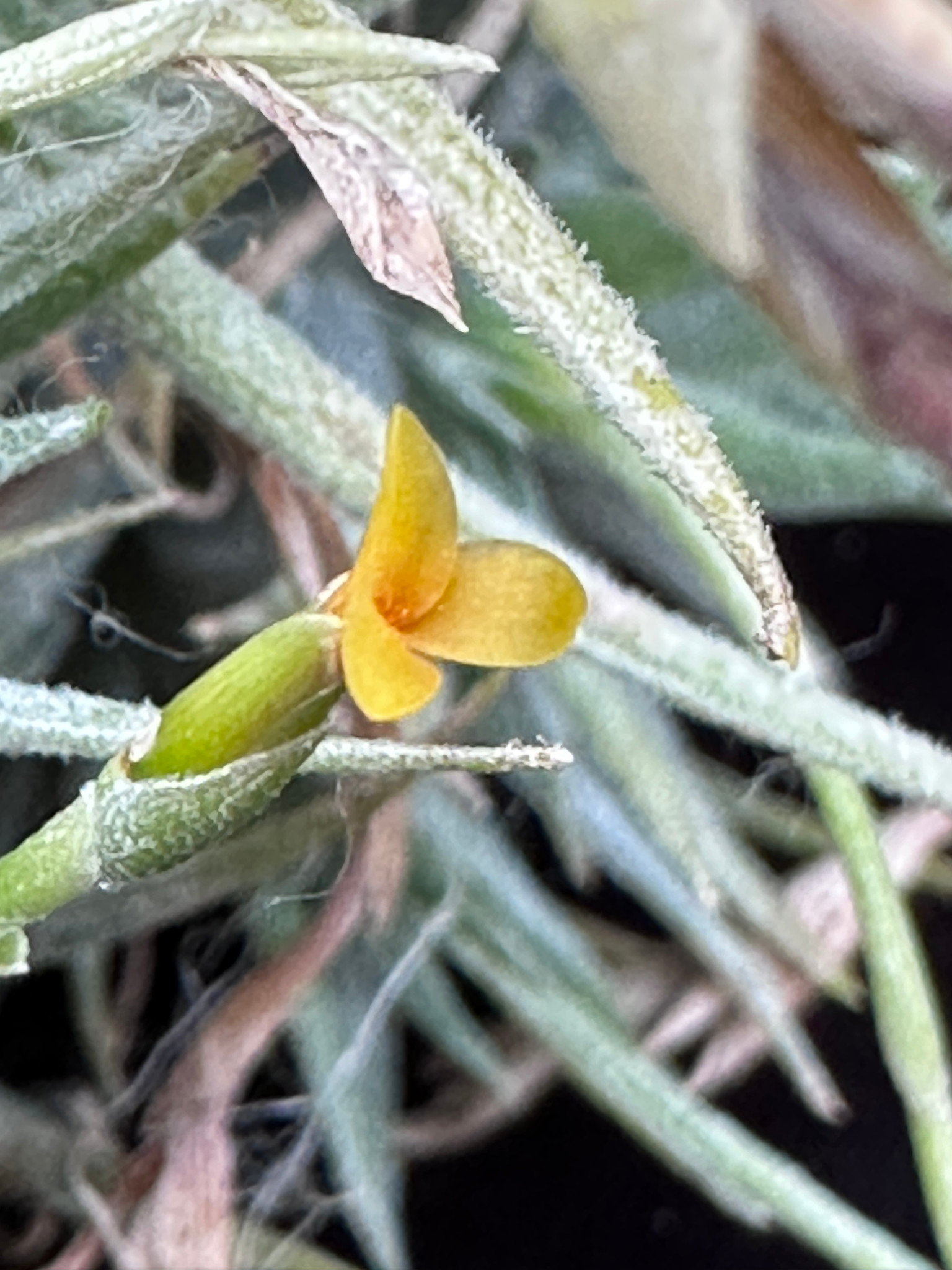 Tillandsia loliacea Kin ティランジア ロリアセア - chee ex. Ex