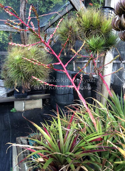 Tillandsia extensa - Bird Rock Tropicals