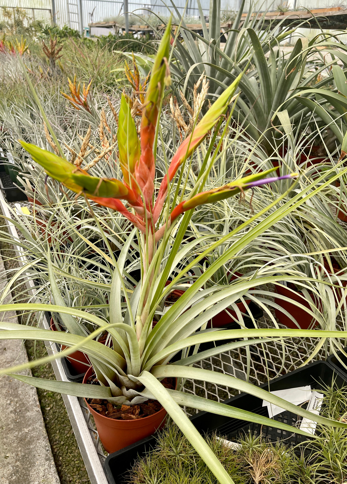 Tillandsia fasciculata v. fasciculata - Bird Rock Tropicals