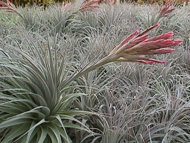 Tillandsia gardneri v. rupicola - Bird Rock Tropicals