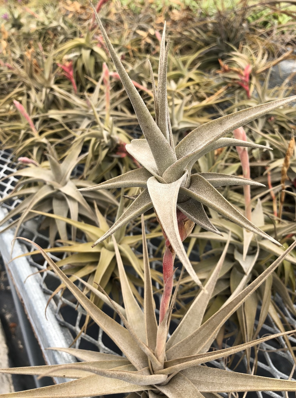 Tillandsia latifolia 'Graffiti' - Bird Rock Tropicals
