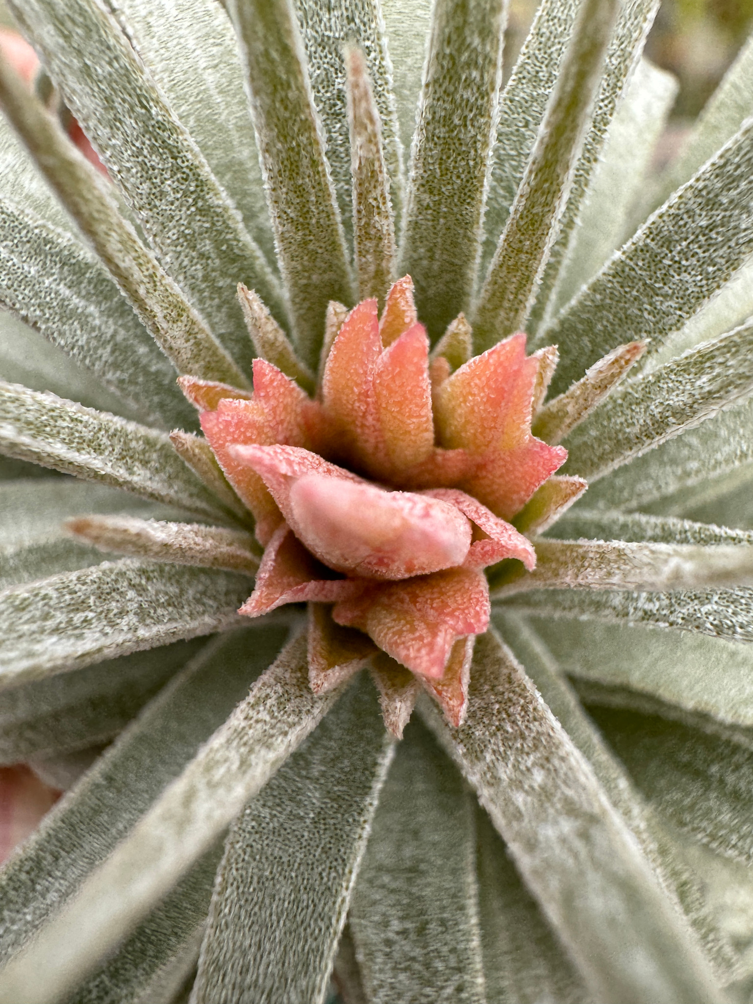 mauryana Tillandsia (Kralle) チランジア | モーリアナ(モウリアナ