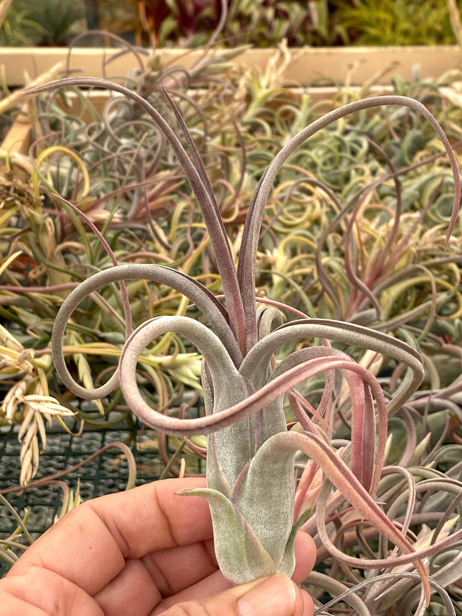 Tillandsia paucifolia (Mexico) - Bird Rock Tropicals