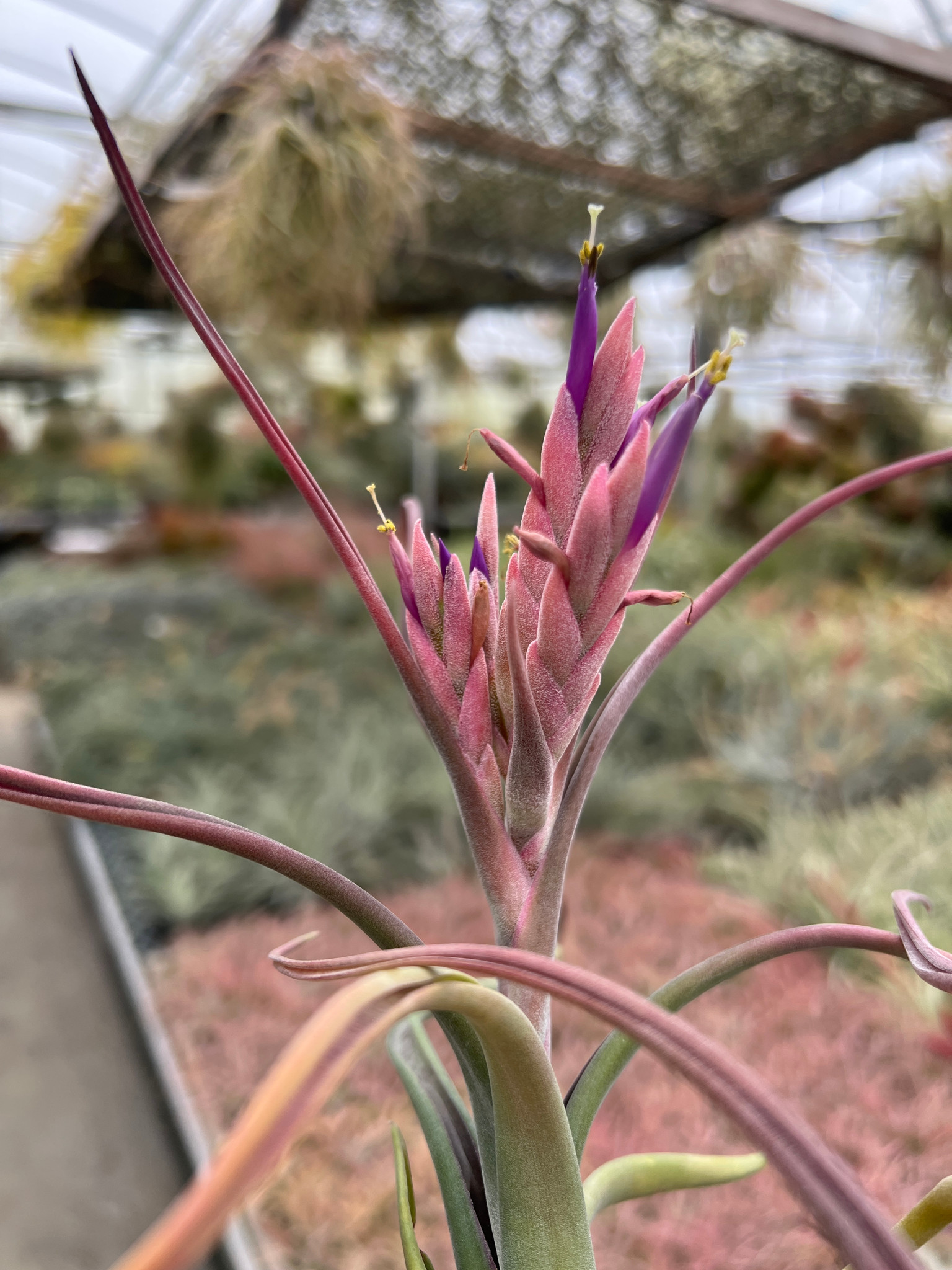 Tillandsia paucifolia (Mexico) - Bird Rock Tropicals